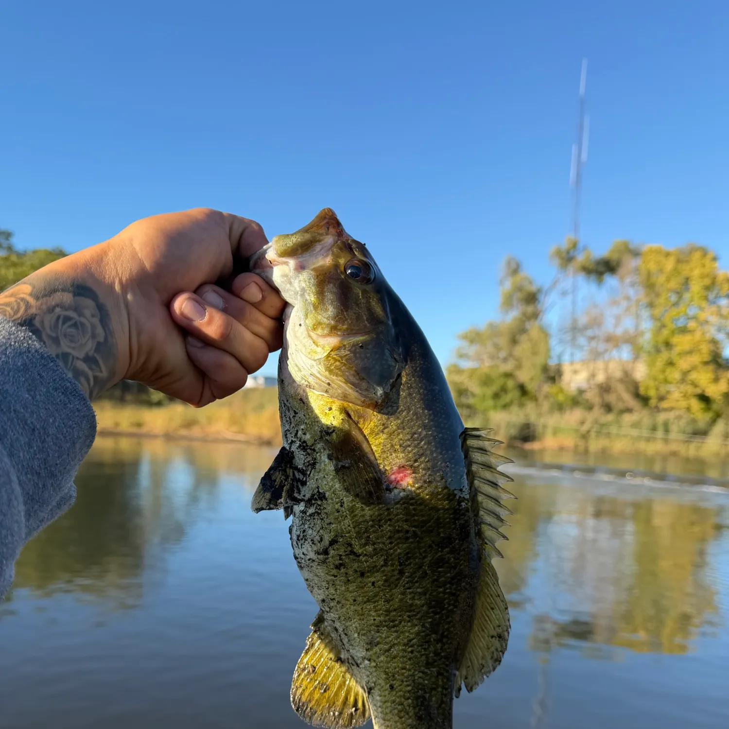 Smallmouth bass caught on Fishbrain