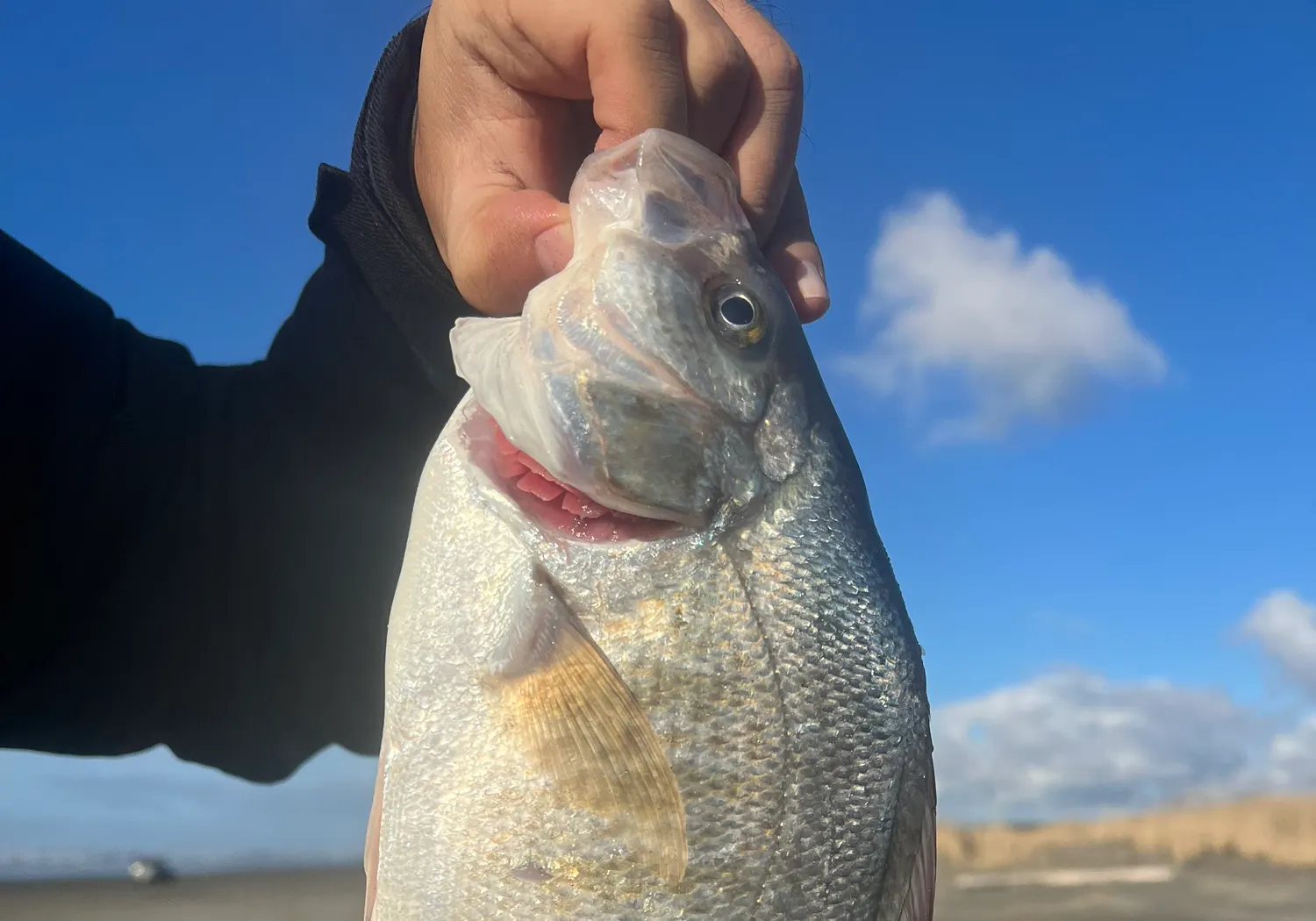 Redtail surfperch