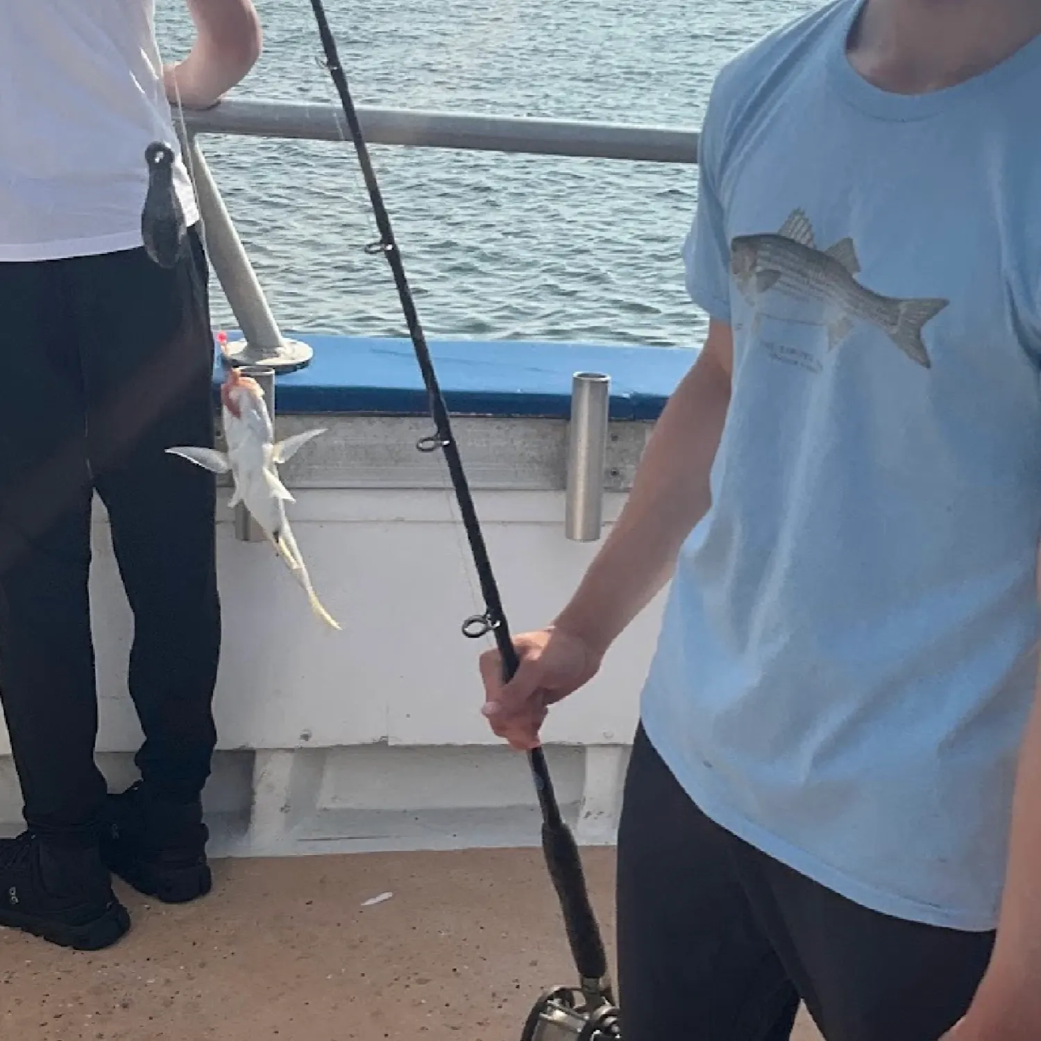 The most recent Knobbed Porgy catches on Fishbrain
