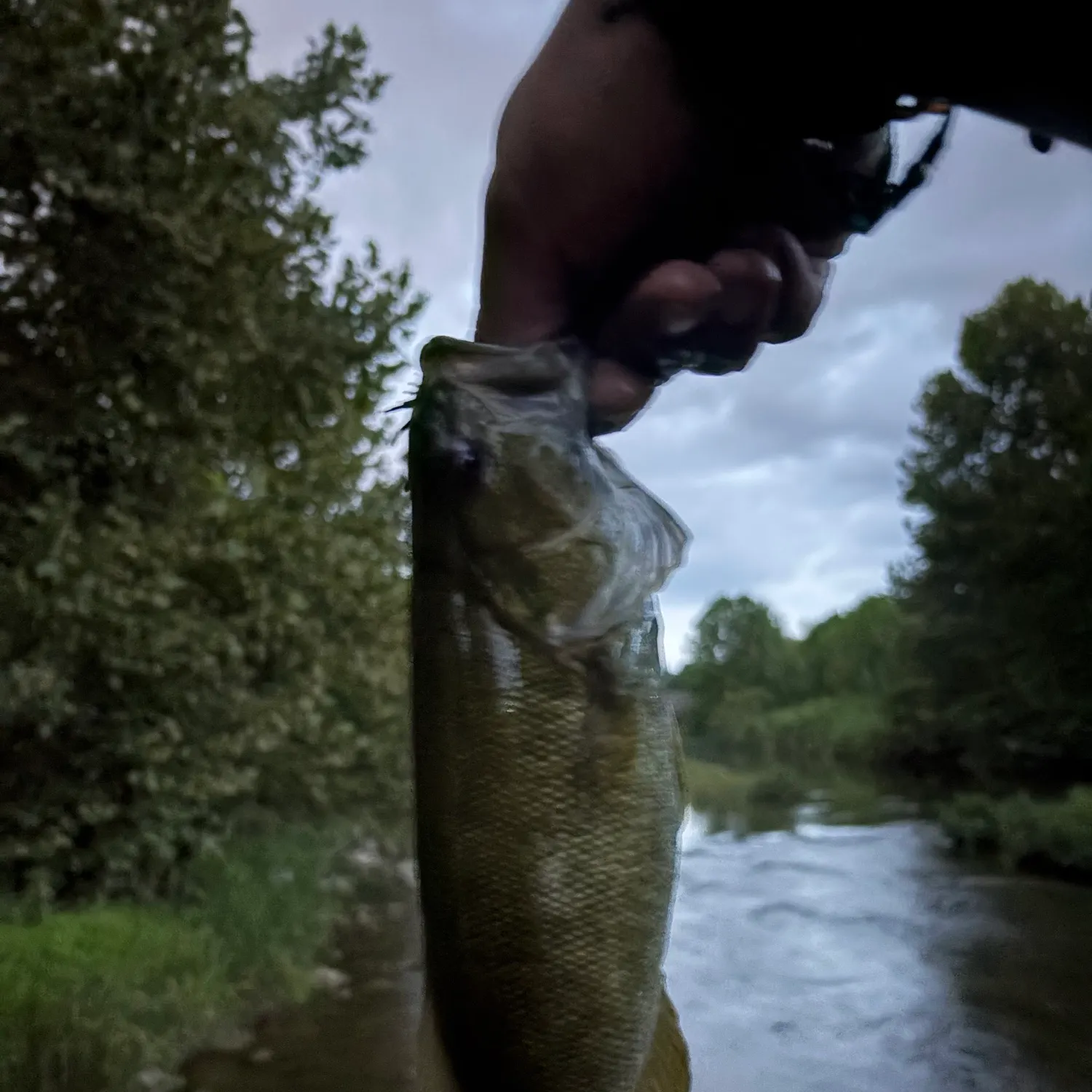 Smallmouth bass caught on Fishbrain