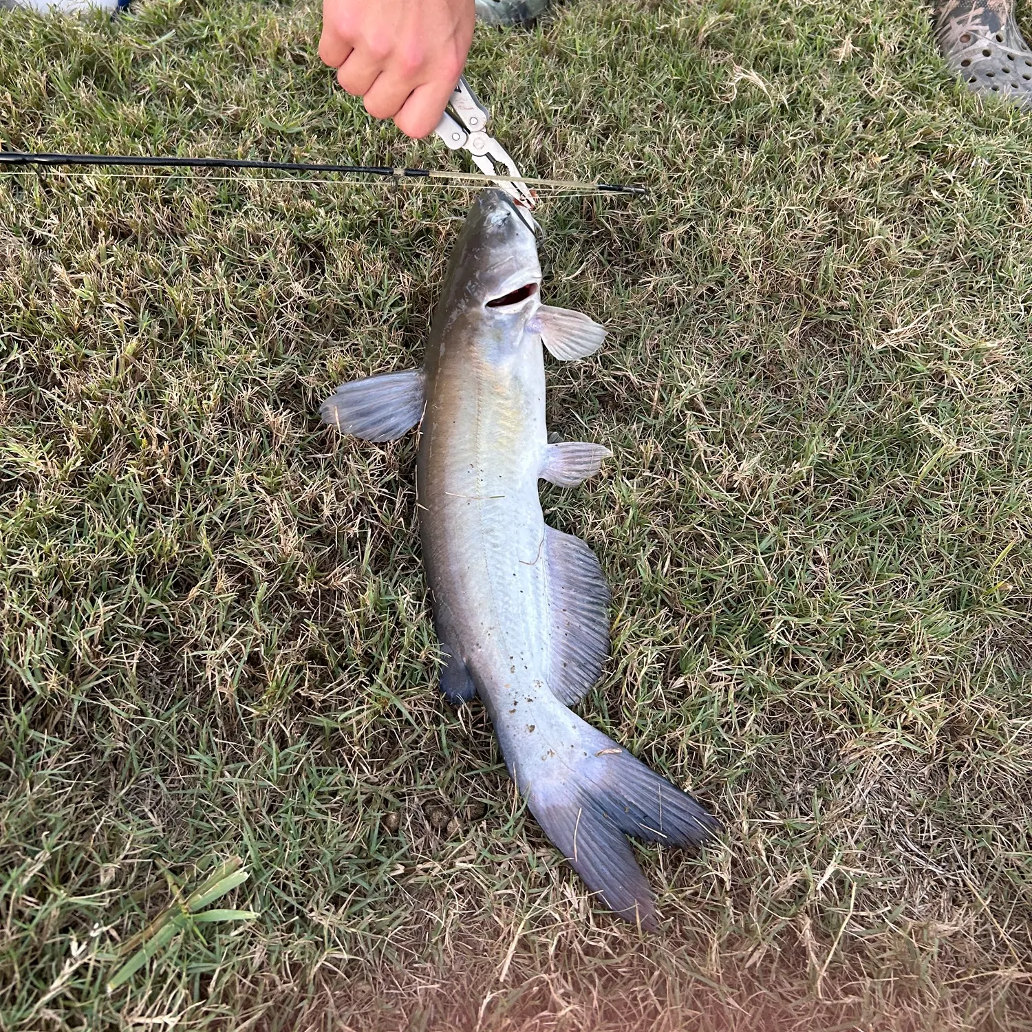 The most recent Channel catfish catches on Fishbrain