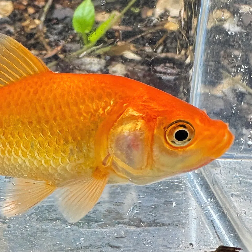 The most recent Goldfish catches on Fishbrain