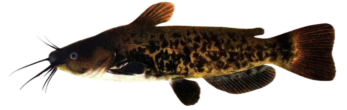 Brown bullhead