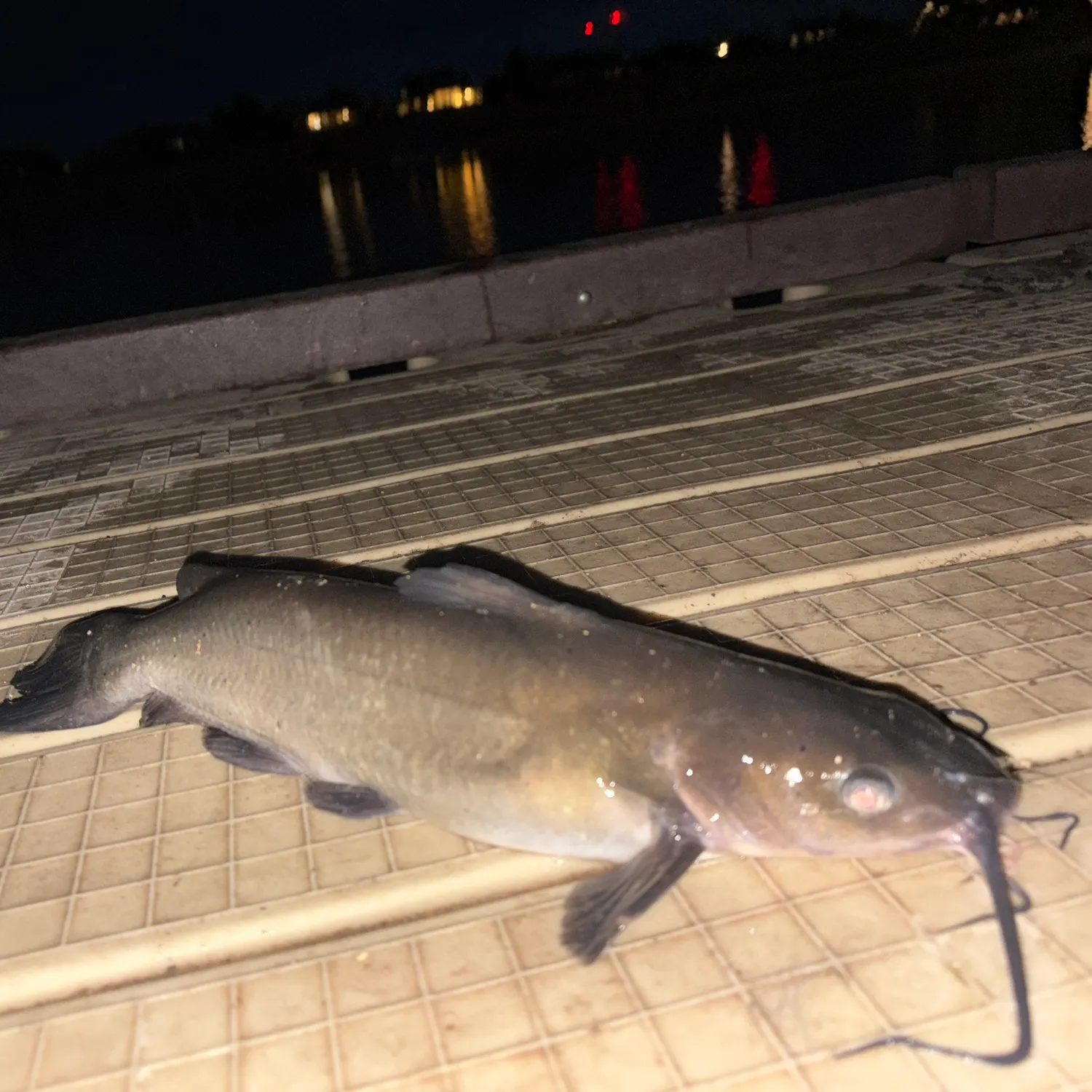 Channel catfish caught on Fishbrain