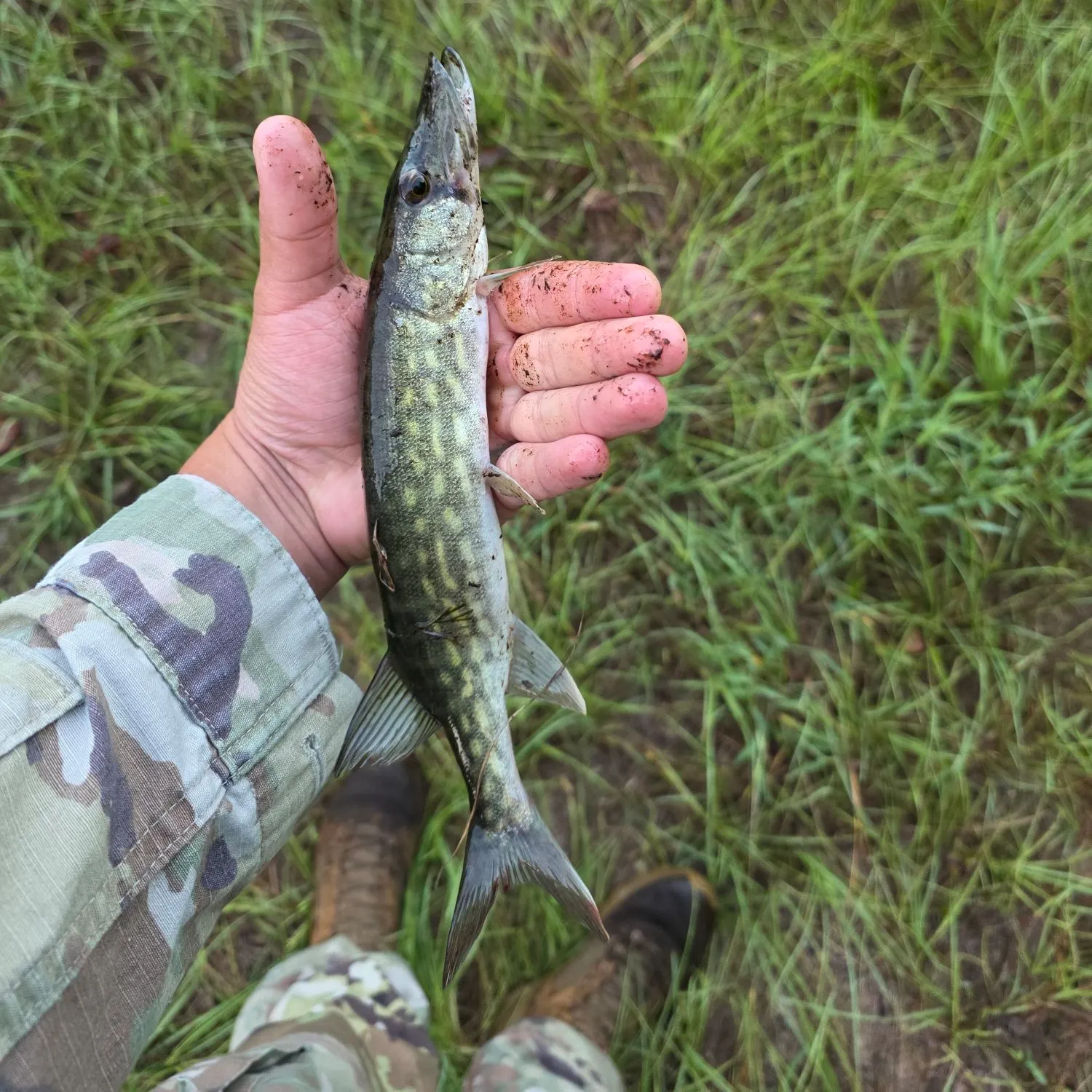 Grass pickerel caught on Fishbrain