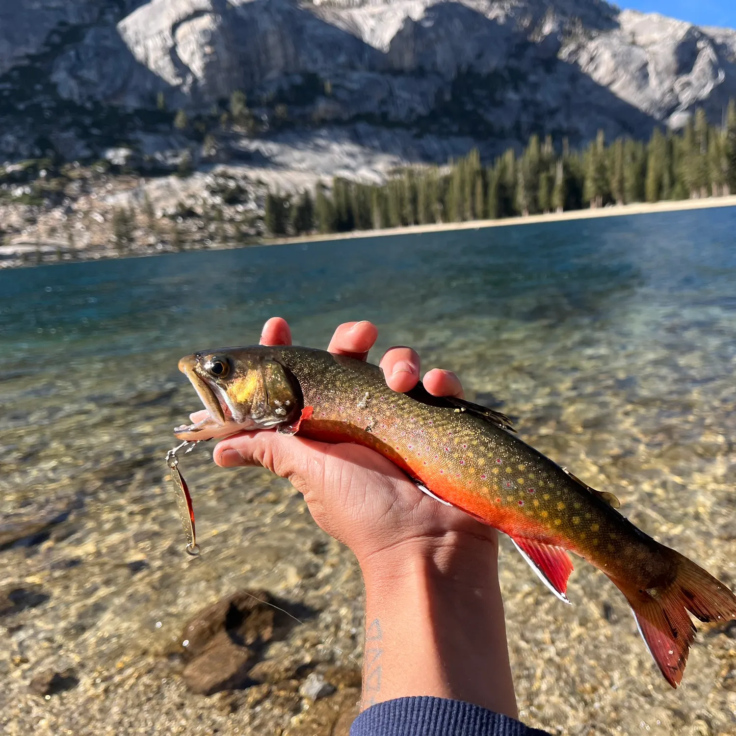 Brook trout caught on Fishbrain