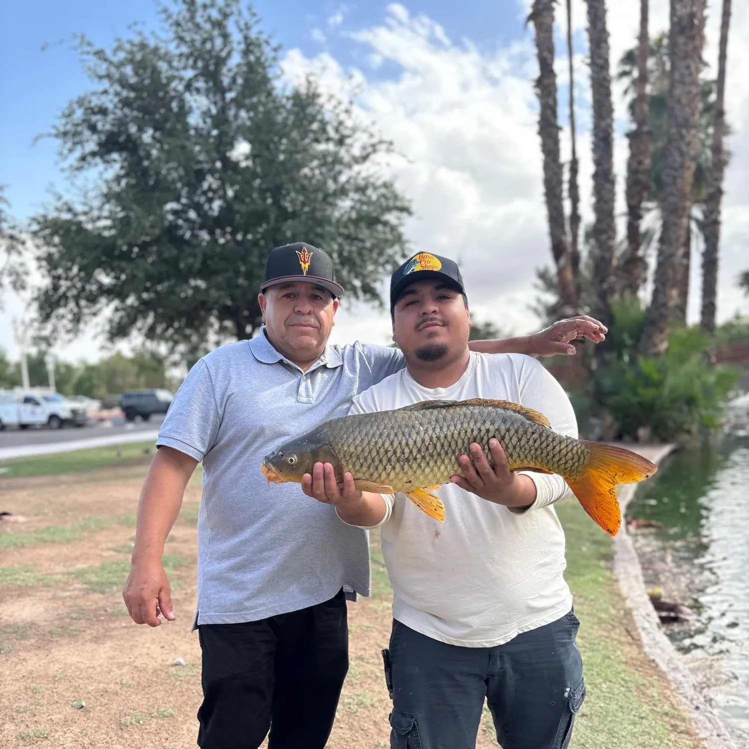 Common carp caught on Fishbrain