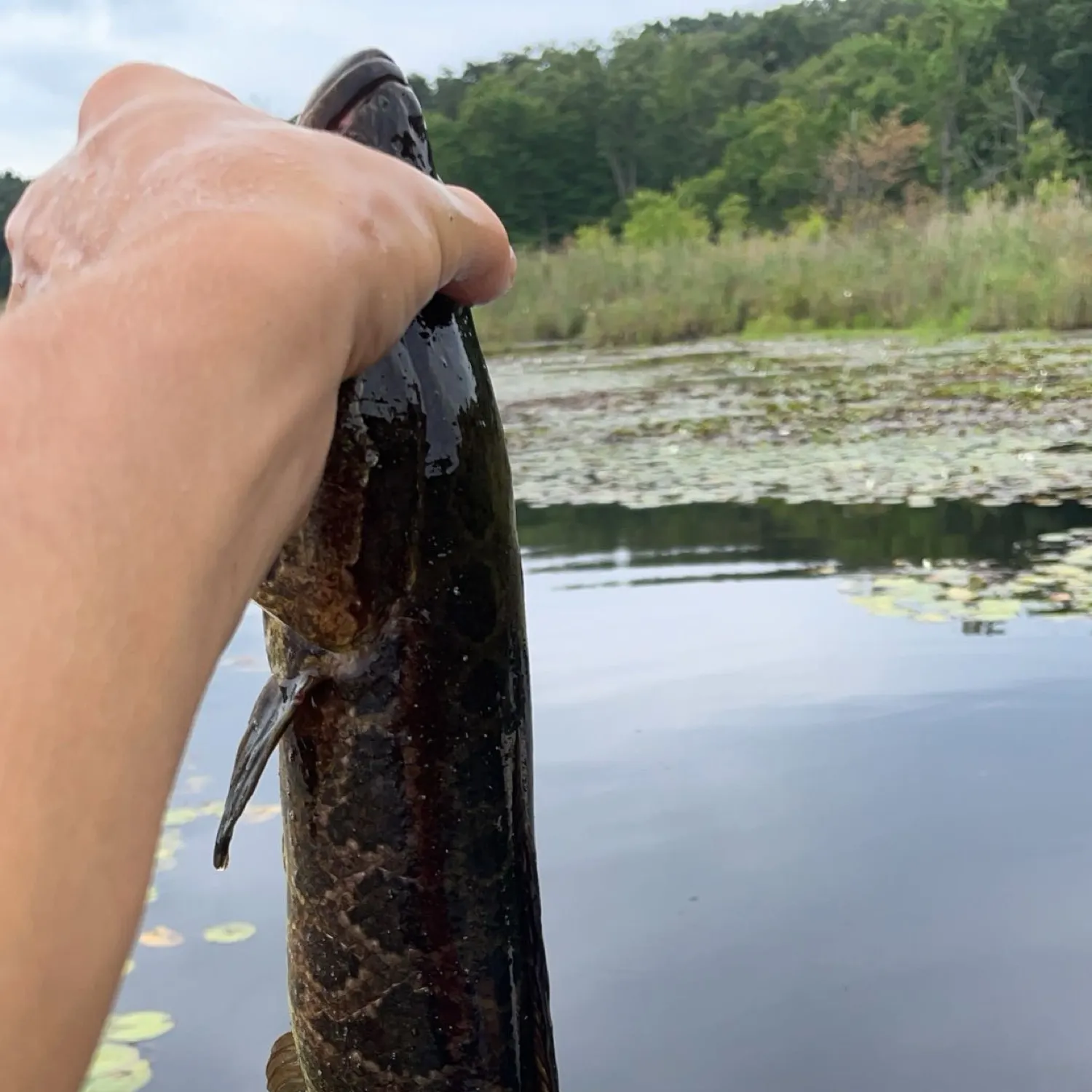 Northern snakehead caught on Fishbrain