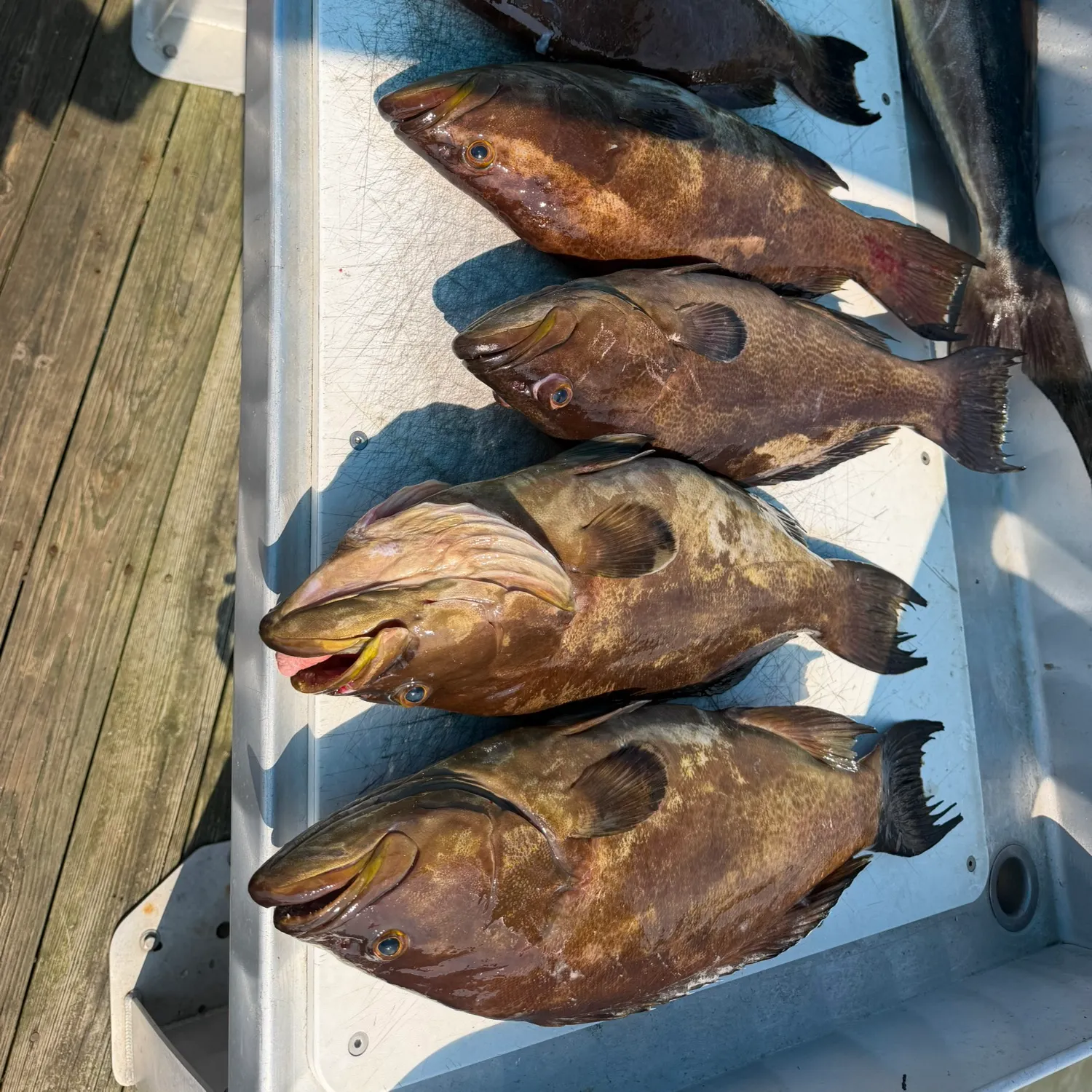 recently logged catches