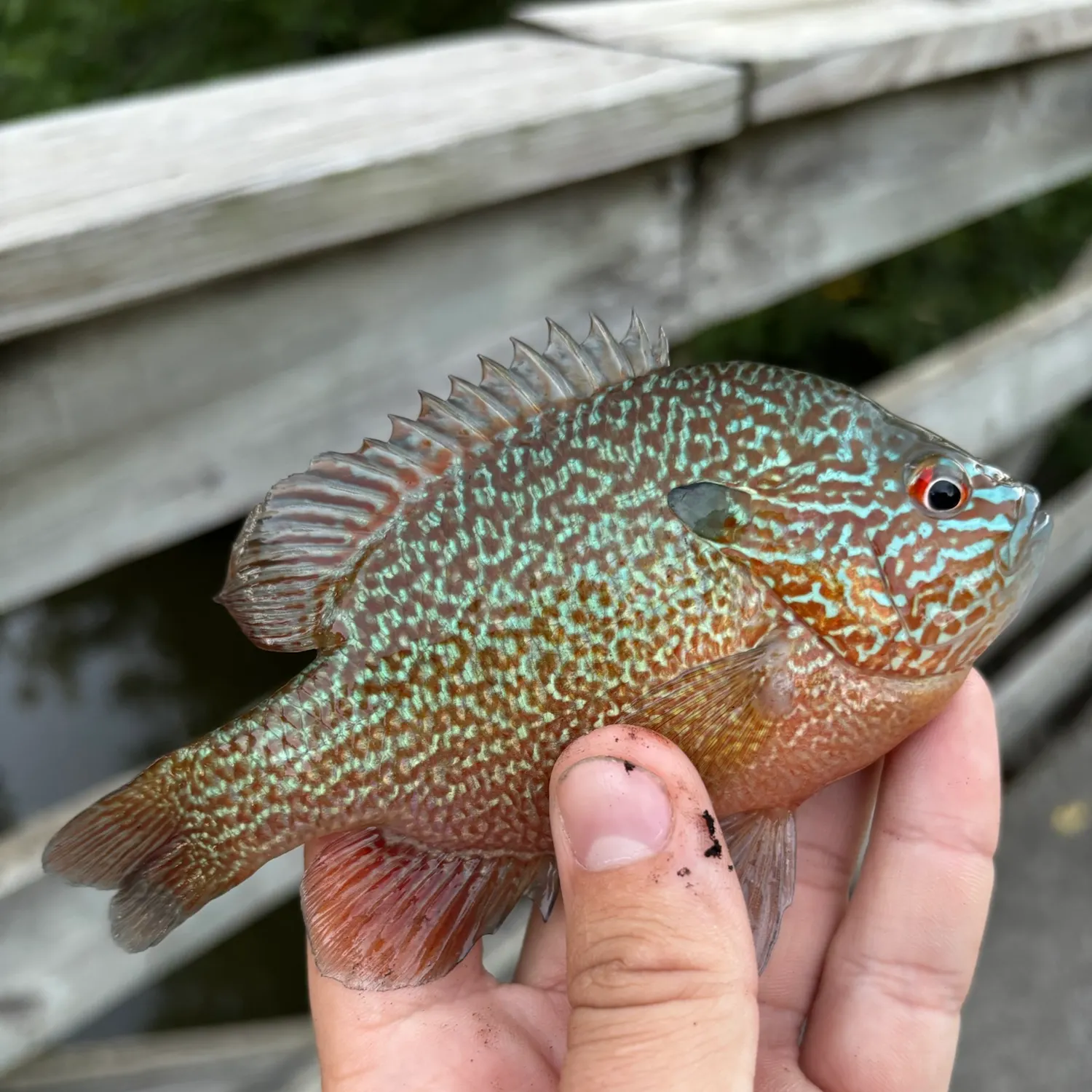 Longear sunfish caught on Fishbrain
