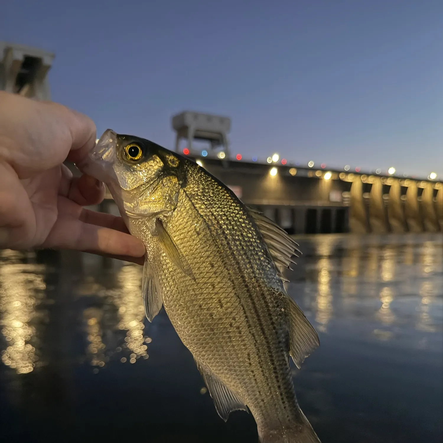 White bass caught on Fishbrain