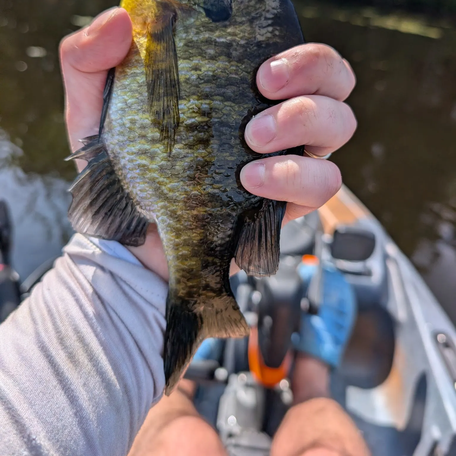 Bluegill caught on Fishbrain