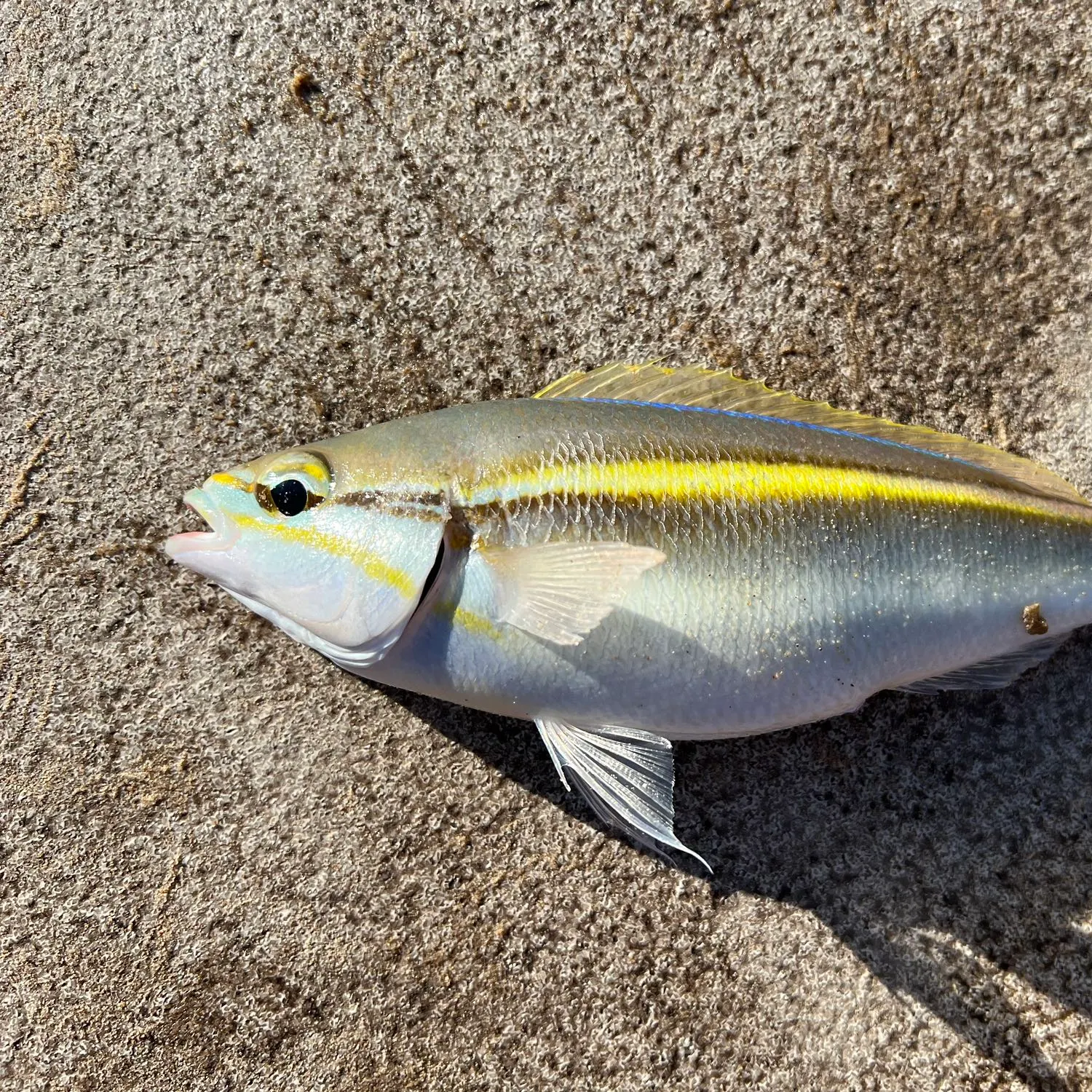 The most recent Paradise whiptail catches on Fishbrain