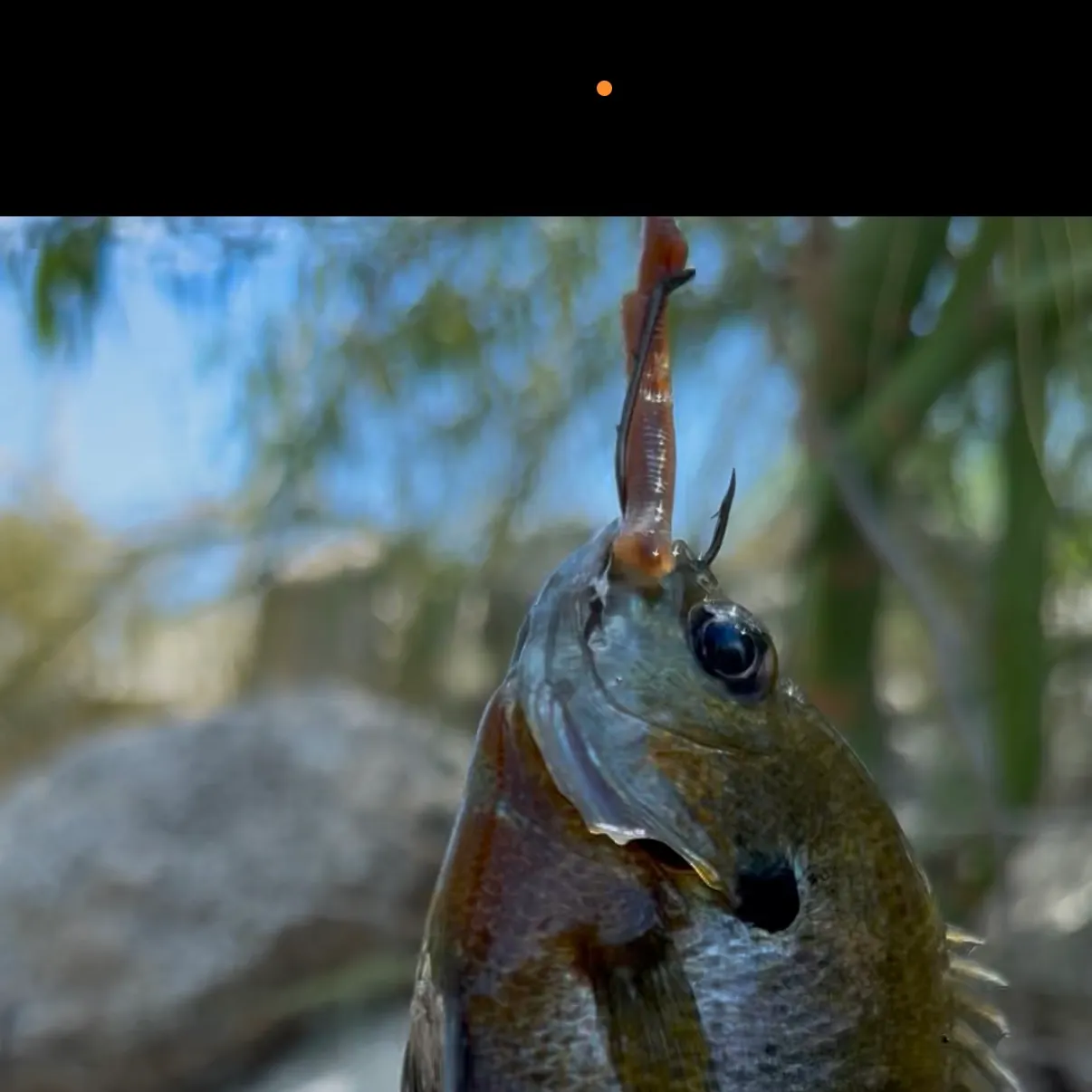 Bluegill caught on Fishbrain