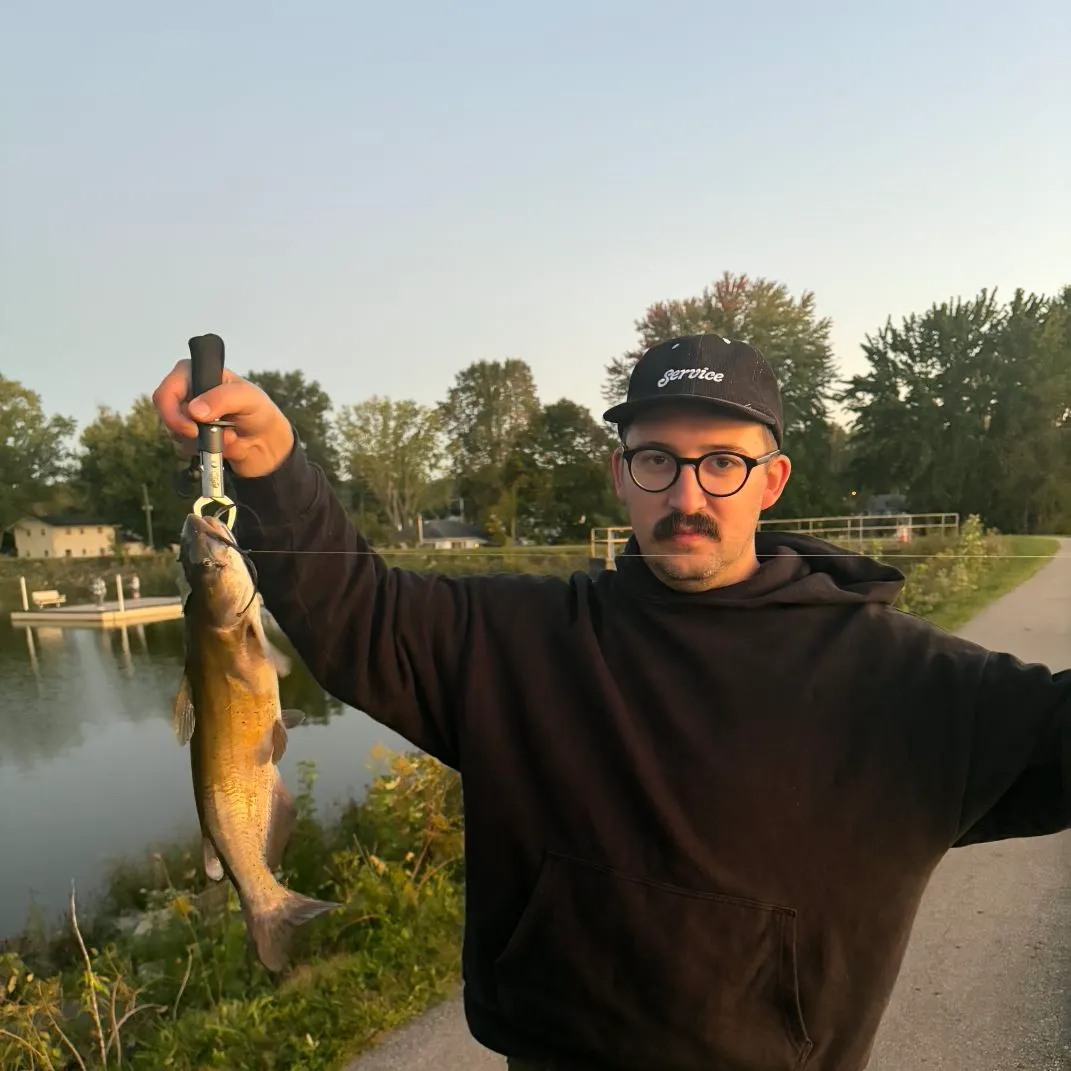 Channel catfish caught on Fishbrain