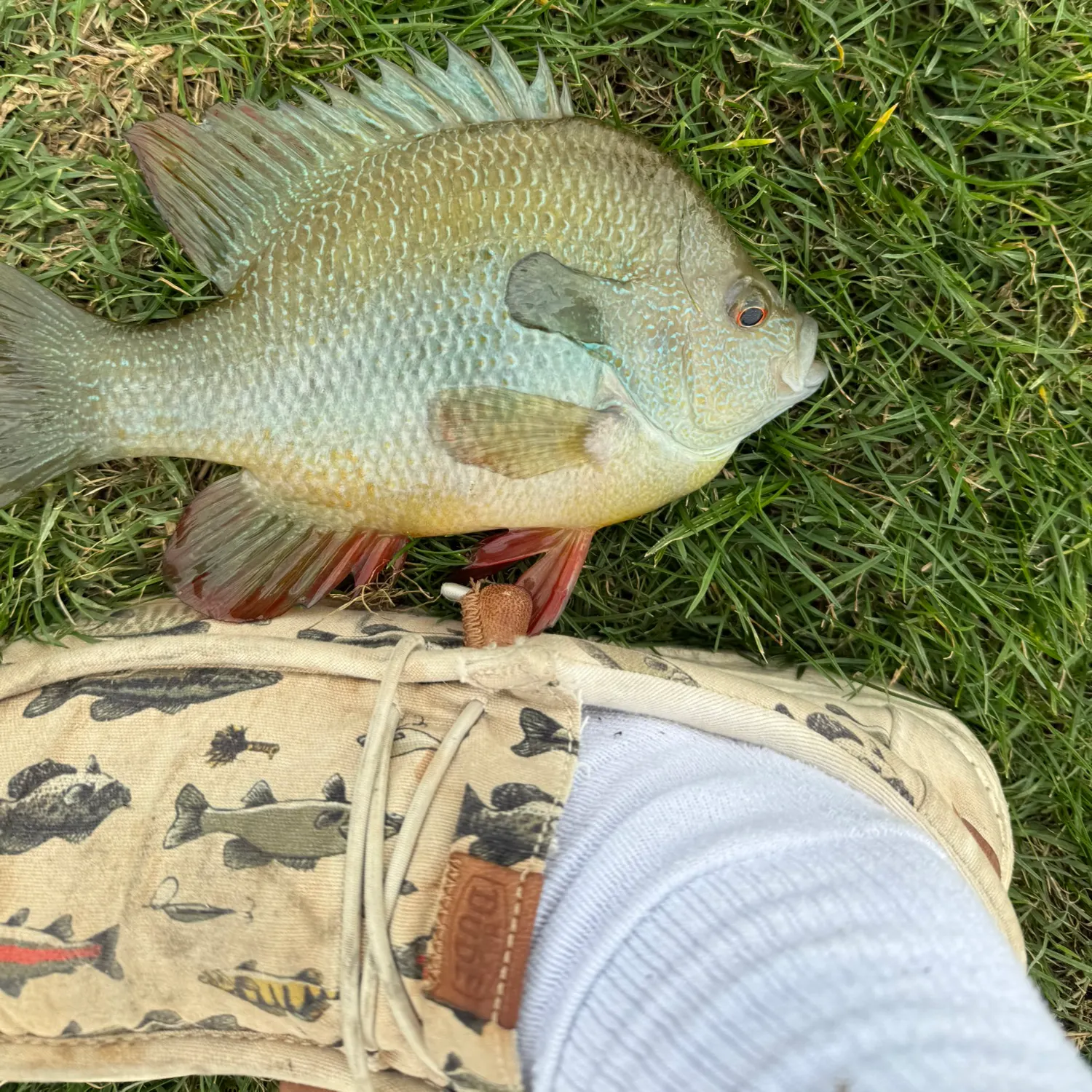 The most recent Redbreast sunfish catches on Fishbrain
