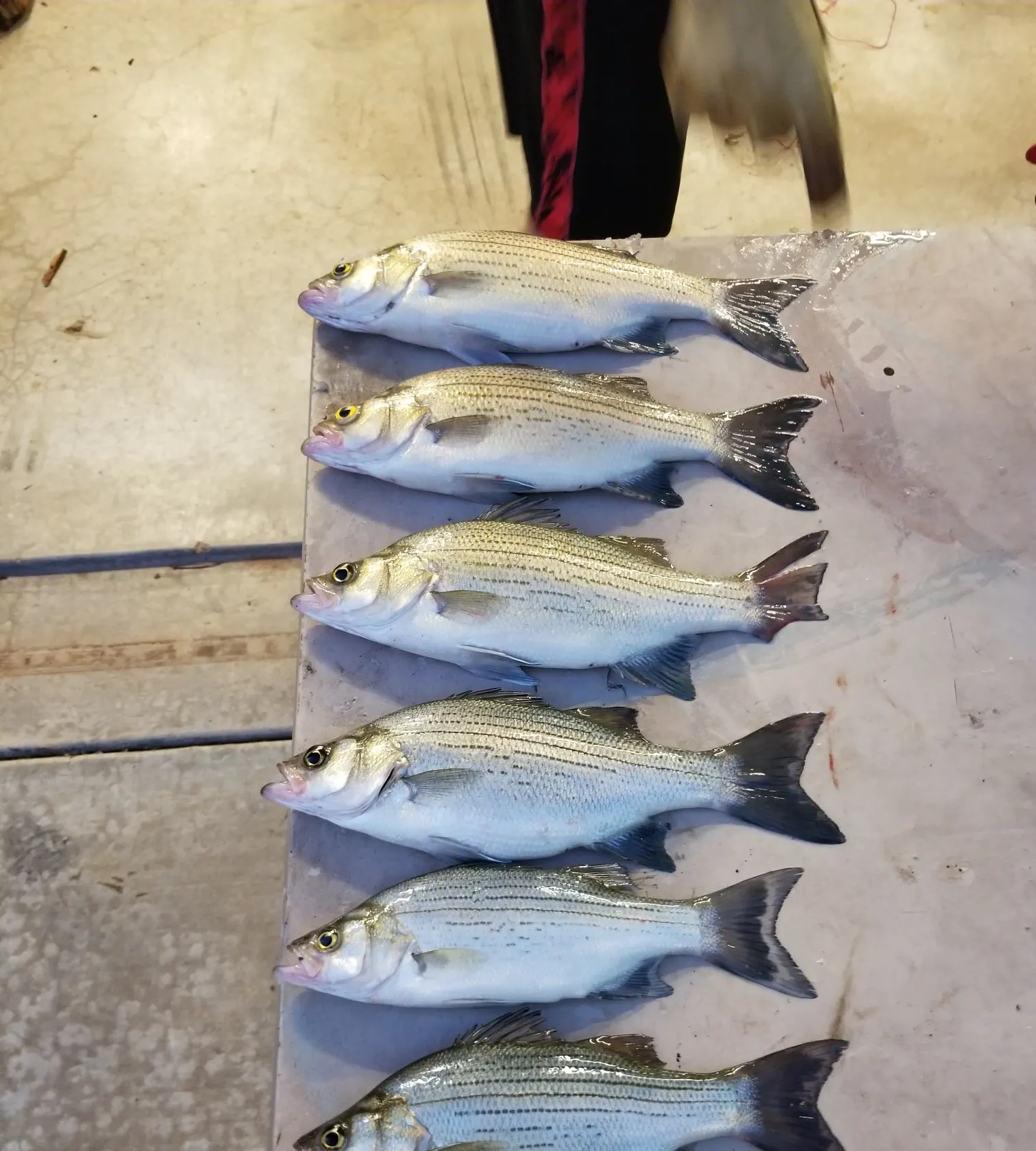 recently logged catches