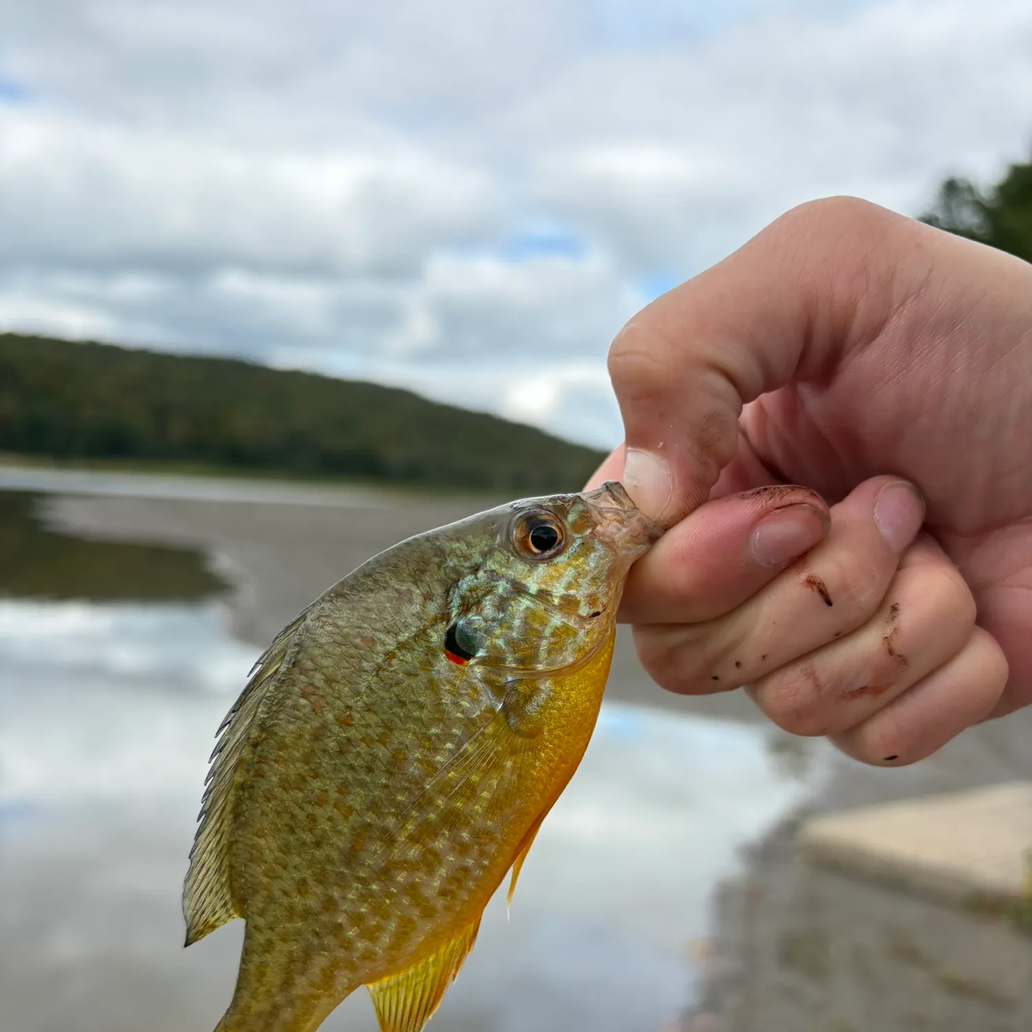 Pumpkinseed caught on Fishbrain