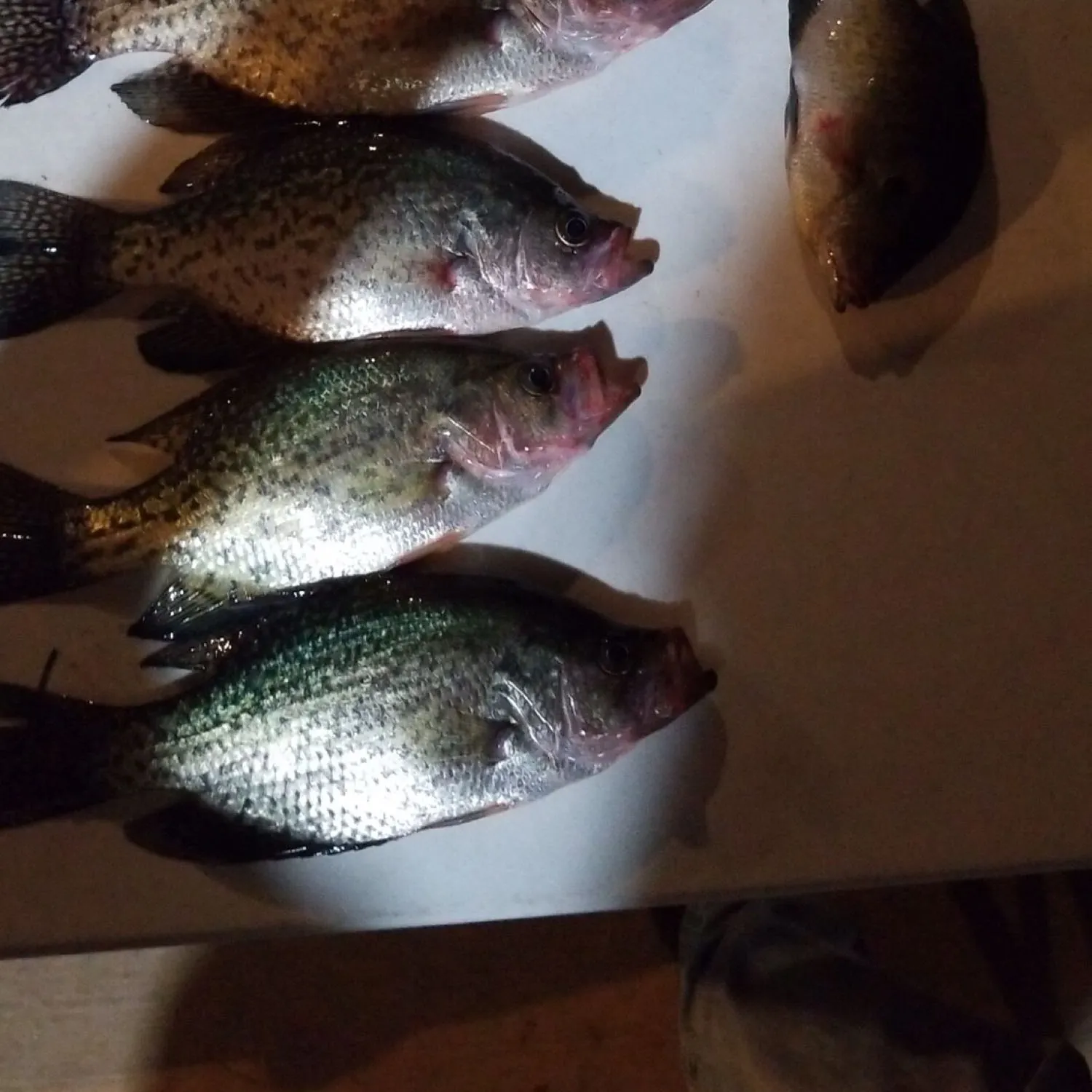 recently logged catches
