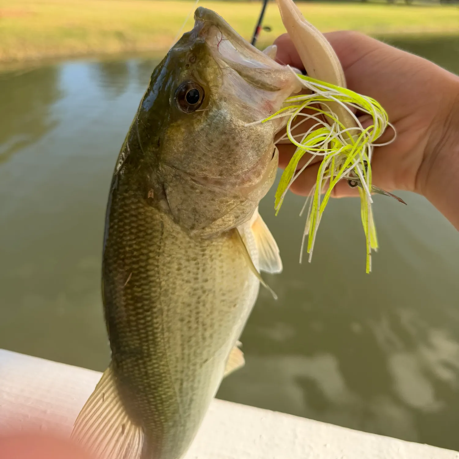 Fish caught on Fishbrain