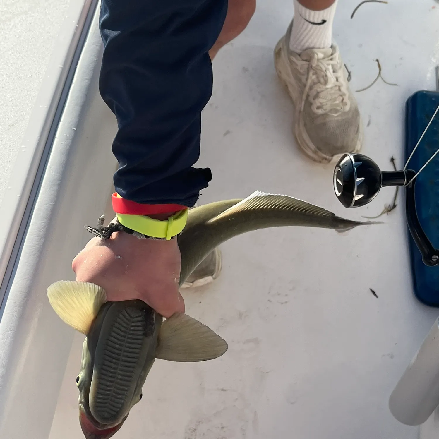 The most recent Common remora catches on Fishbrain