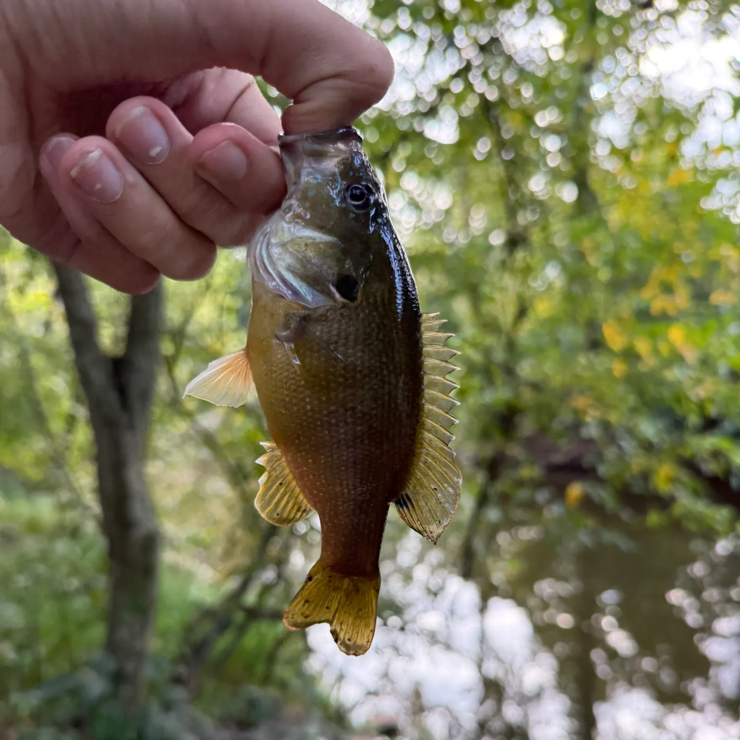 Green sunfish caught on Fishbrain