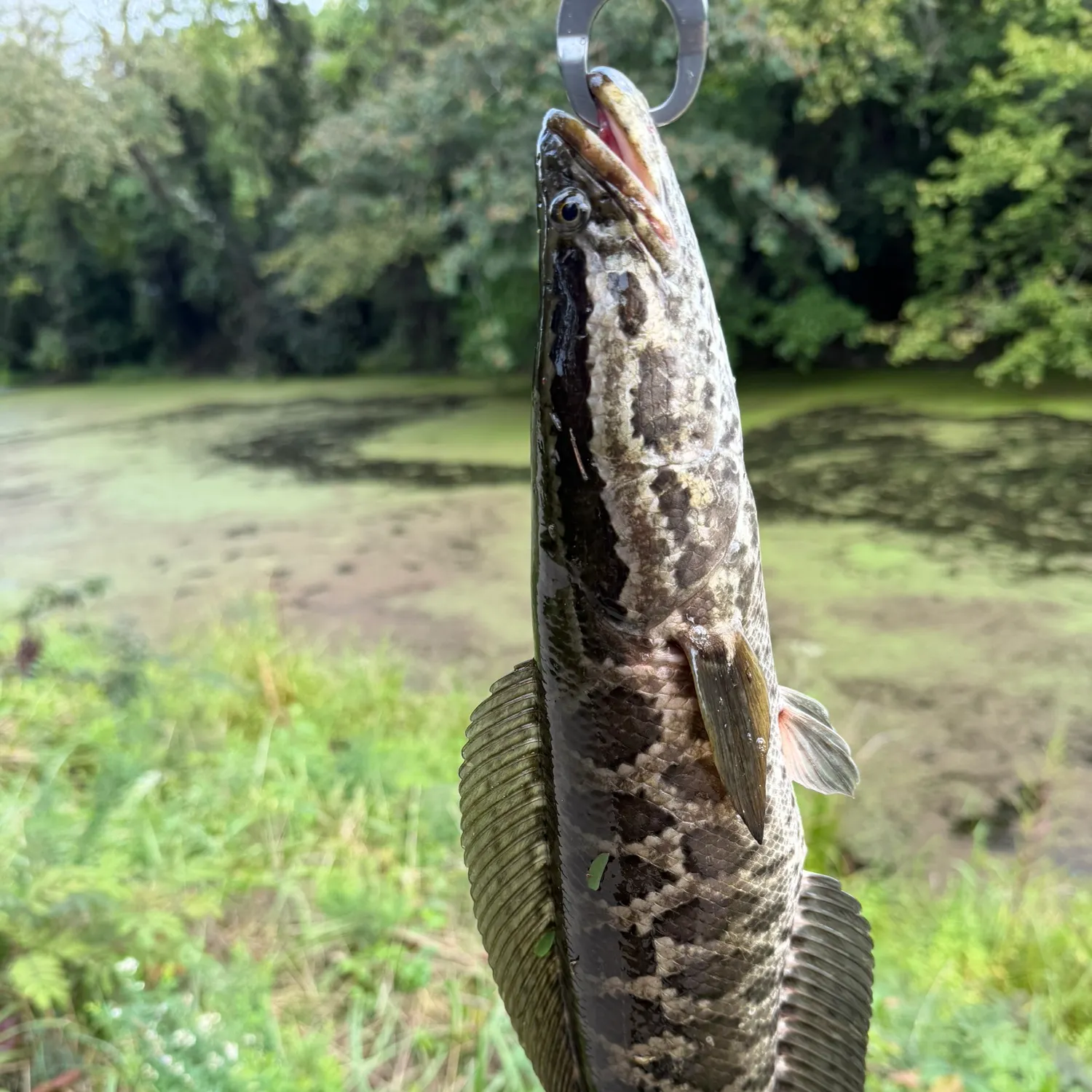 Northern snakehead caught on Fishbrain