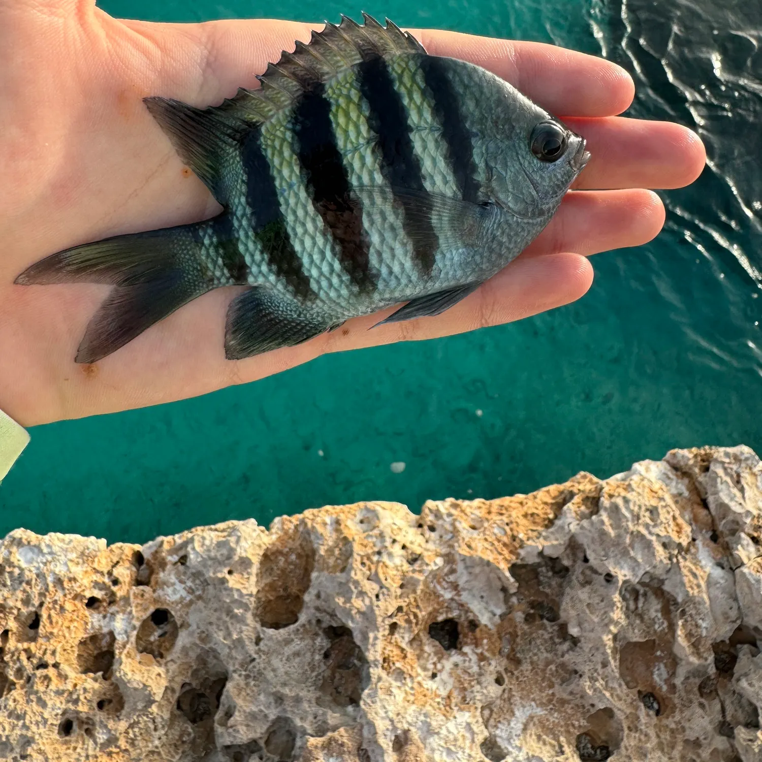 The most recent Humpnose big-eye bream catches on Fishbrain