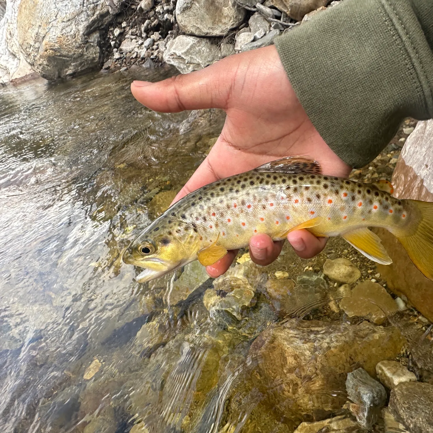 recently logged catches