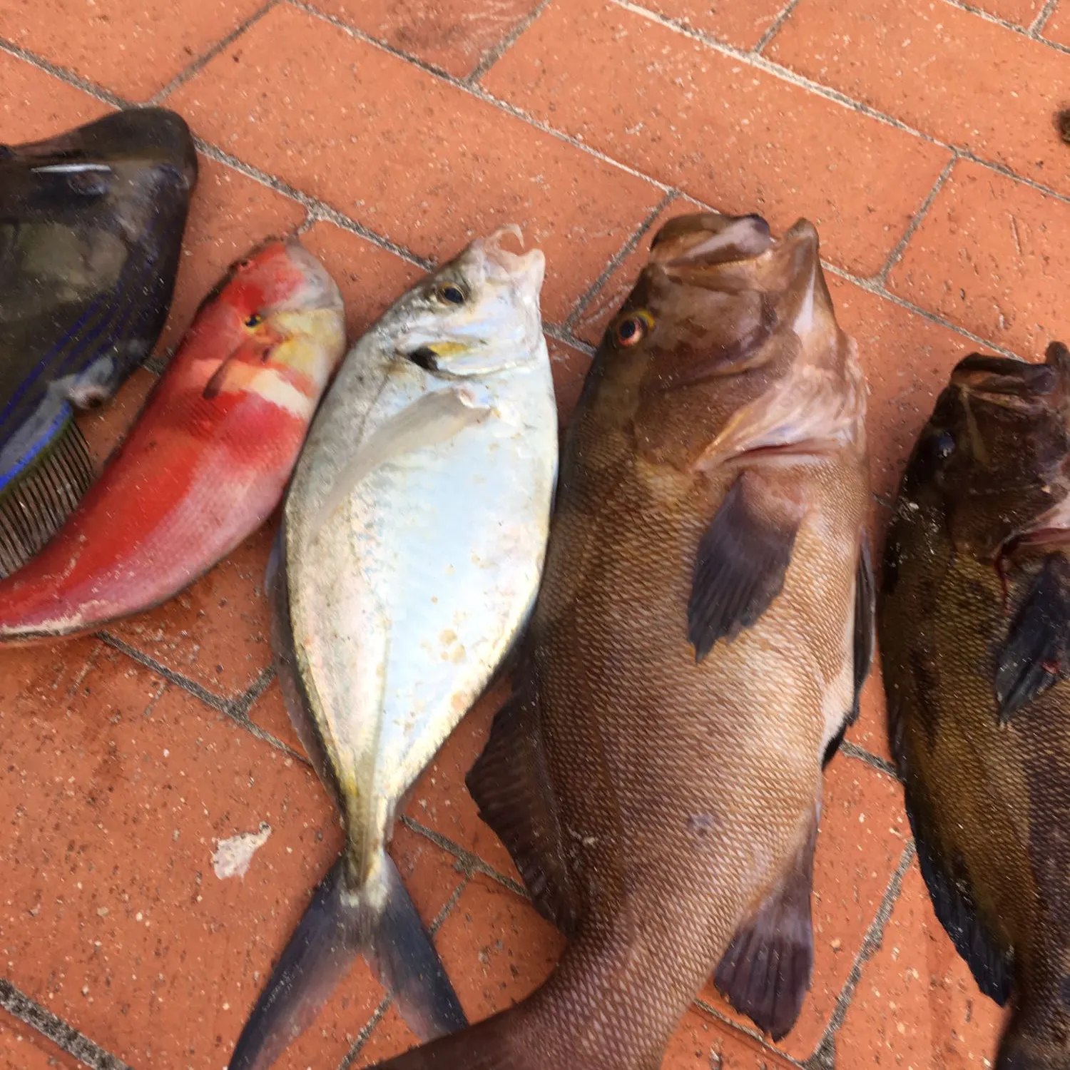 Fish caught on Fishbrain