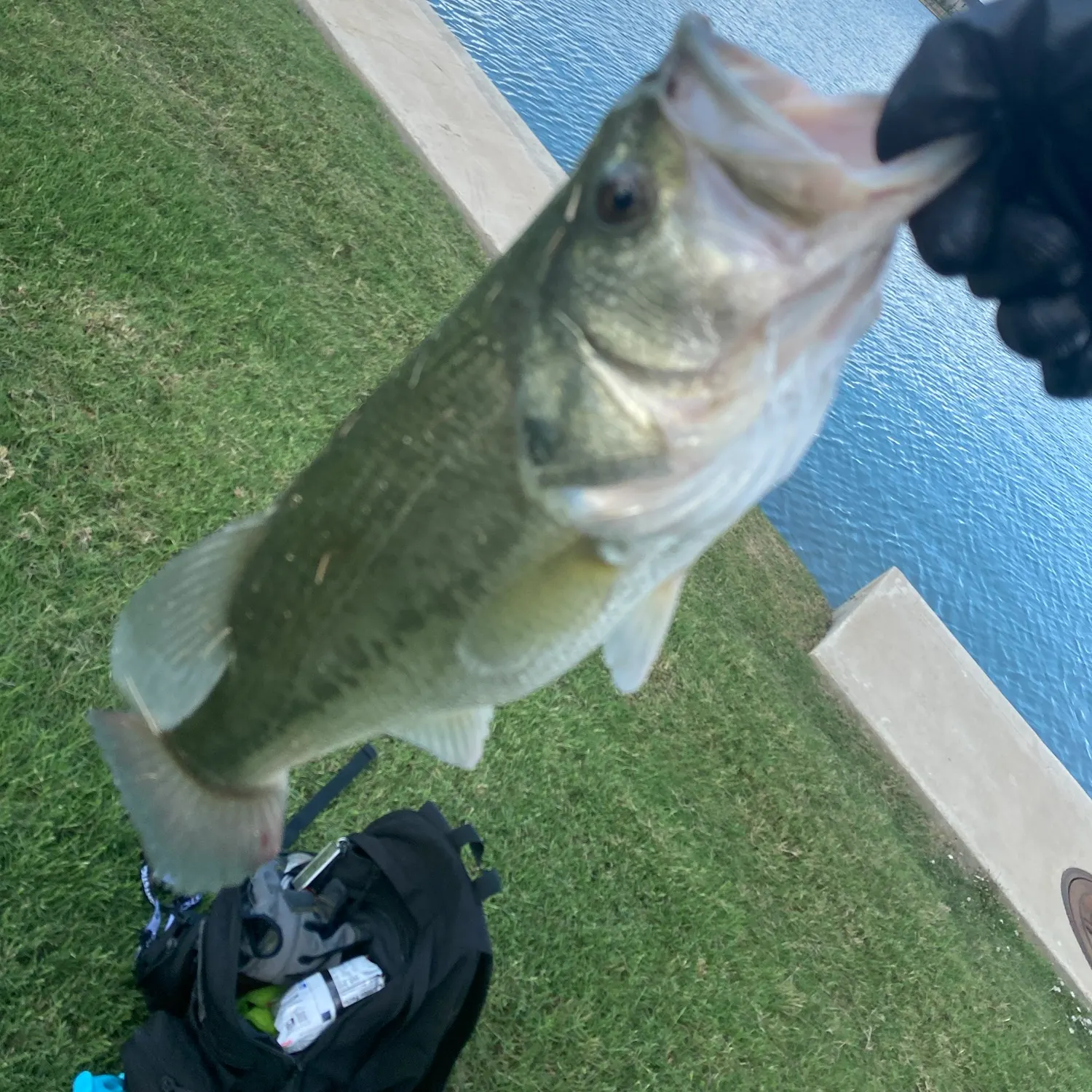 Largemouth bass caught on Fishbrain