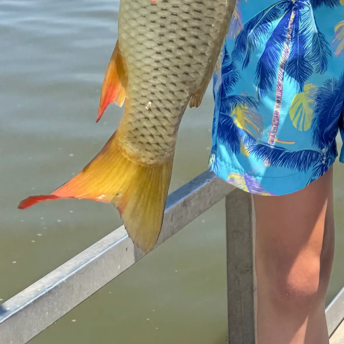 Common carp caught on Fishbrain