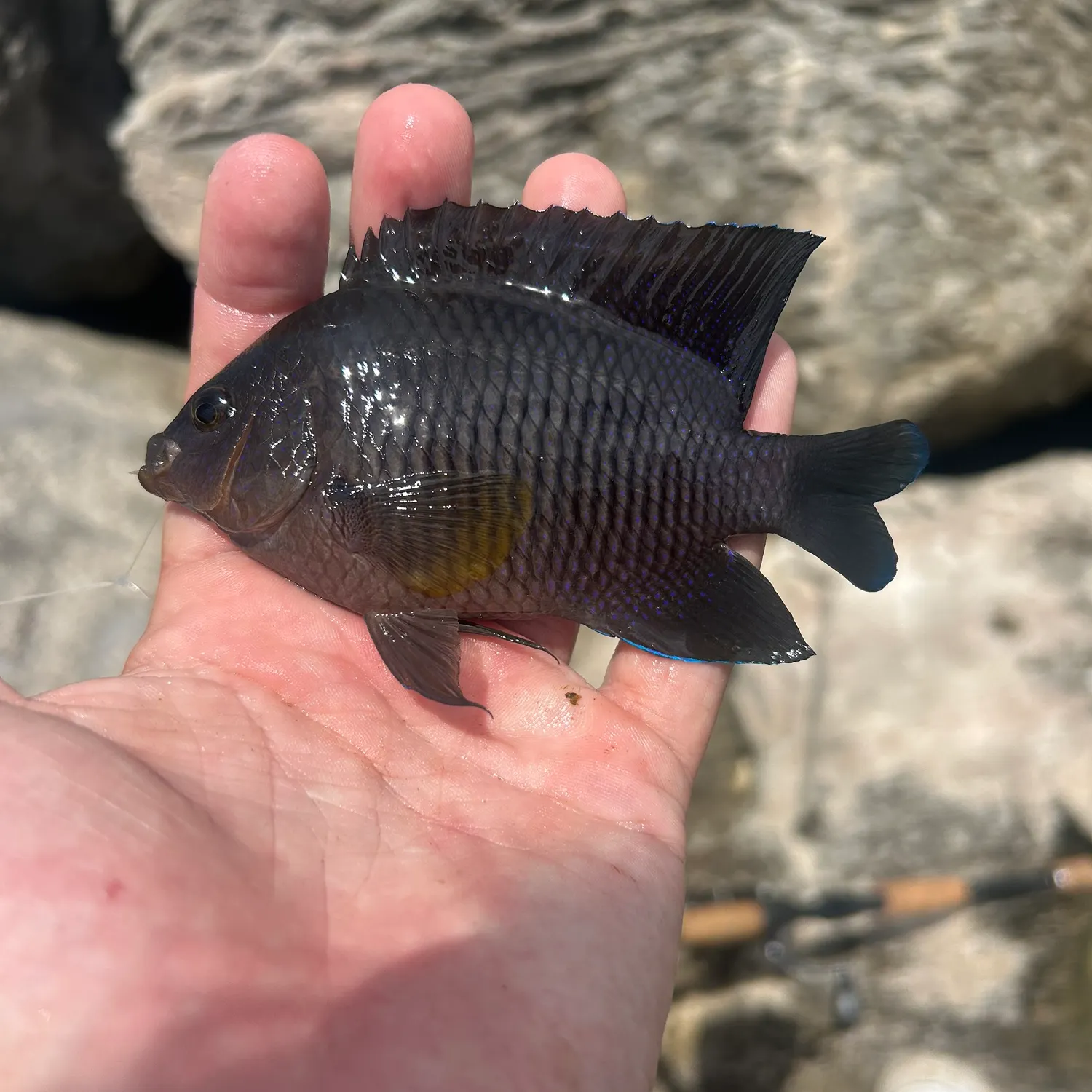 The most recent Cocoa damselfish catches on Fishbrain