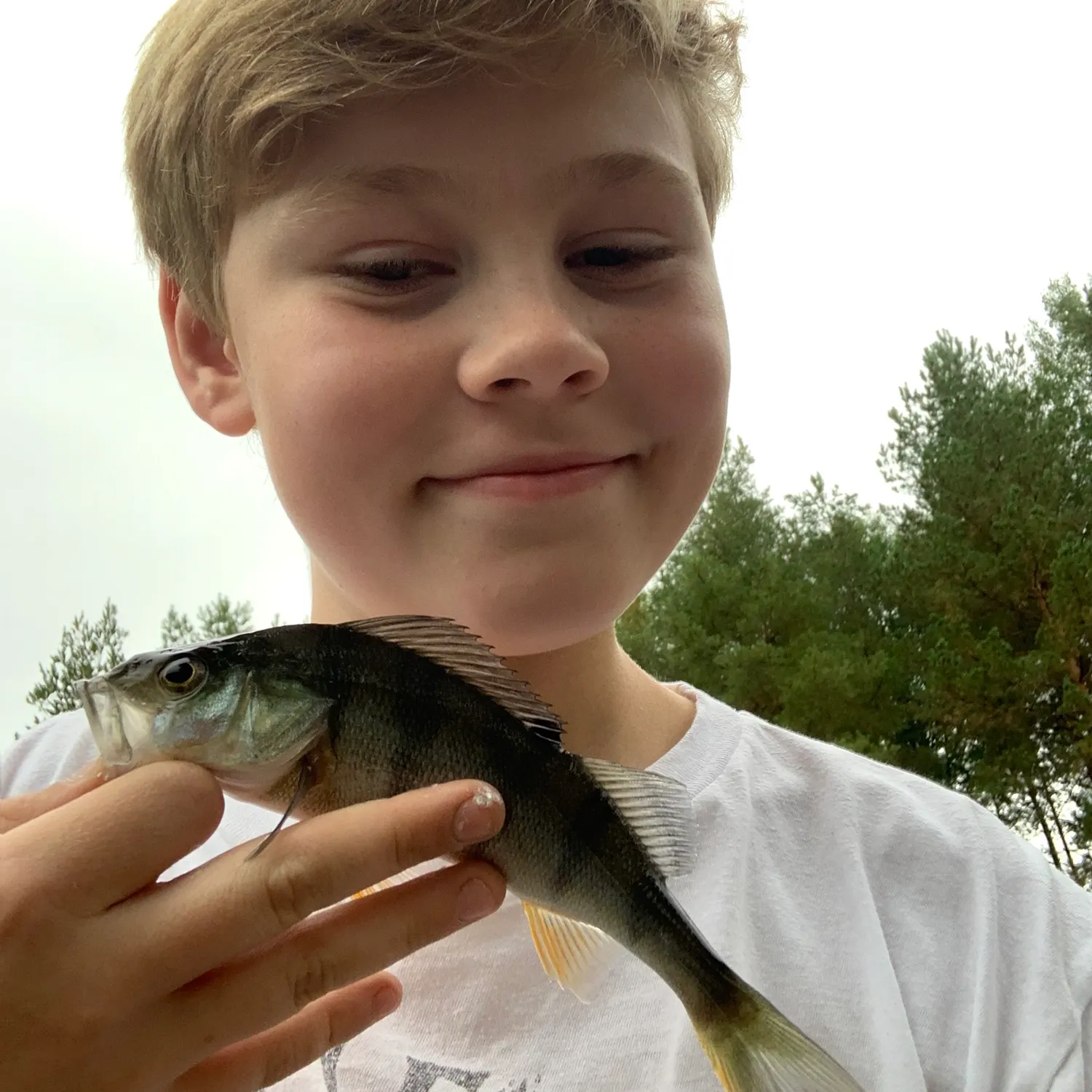 European perch caught on Fishbrain