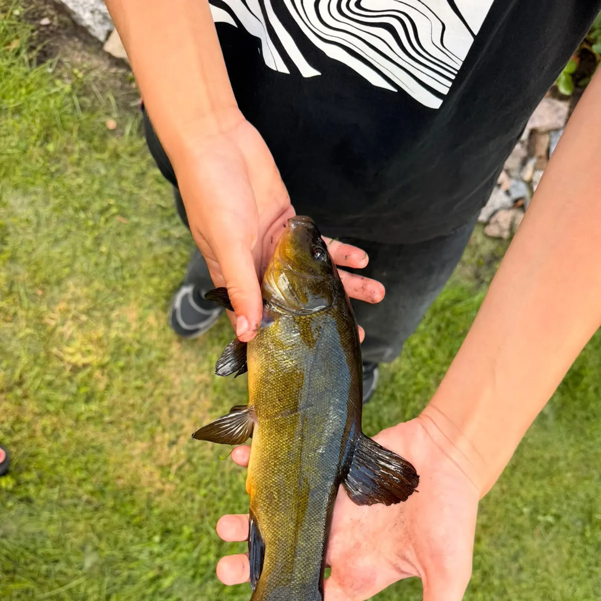 Tench caught on Fishbrain