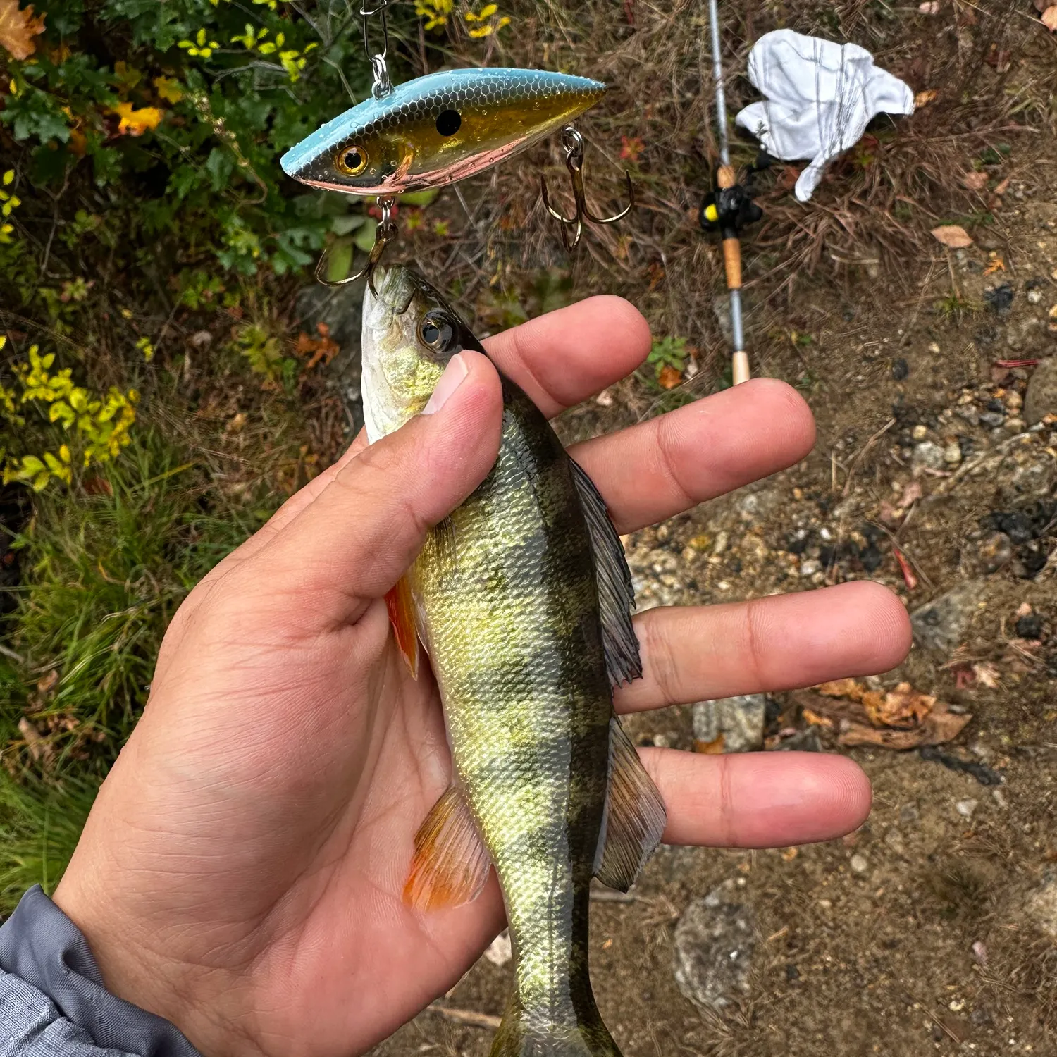 Yellow perch caught on Fishbrain