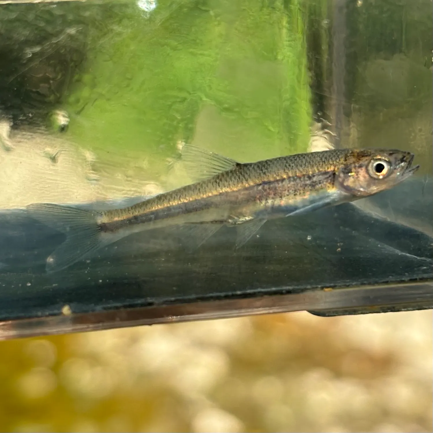 The most recent Rosyface shiner catches on Fishbrain