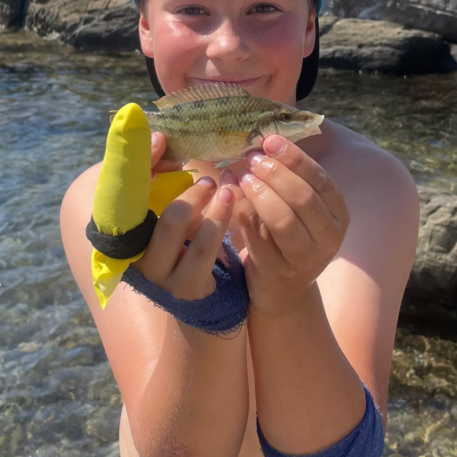 The most recent Goldsinny wrasse catches on Fishbrain