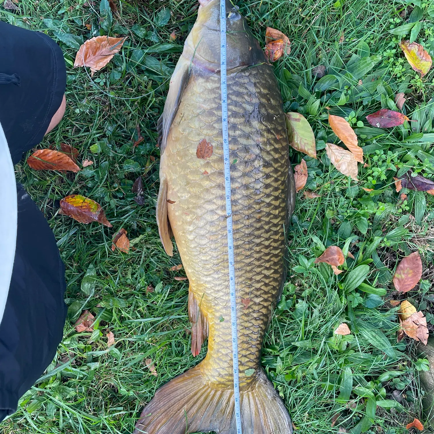 Common carp caught on Fishbrain