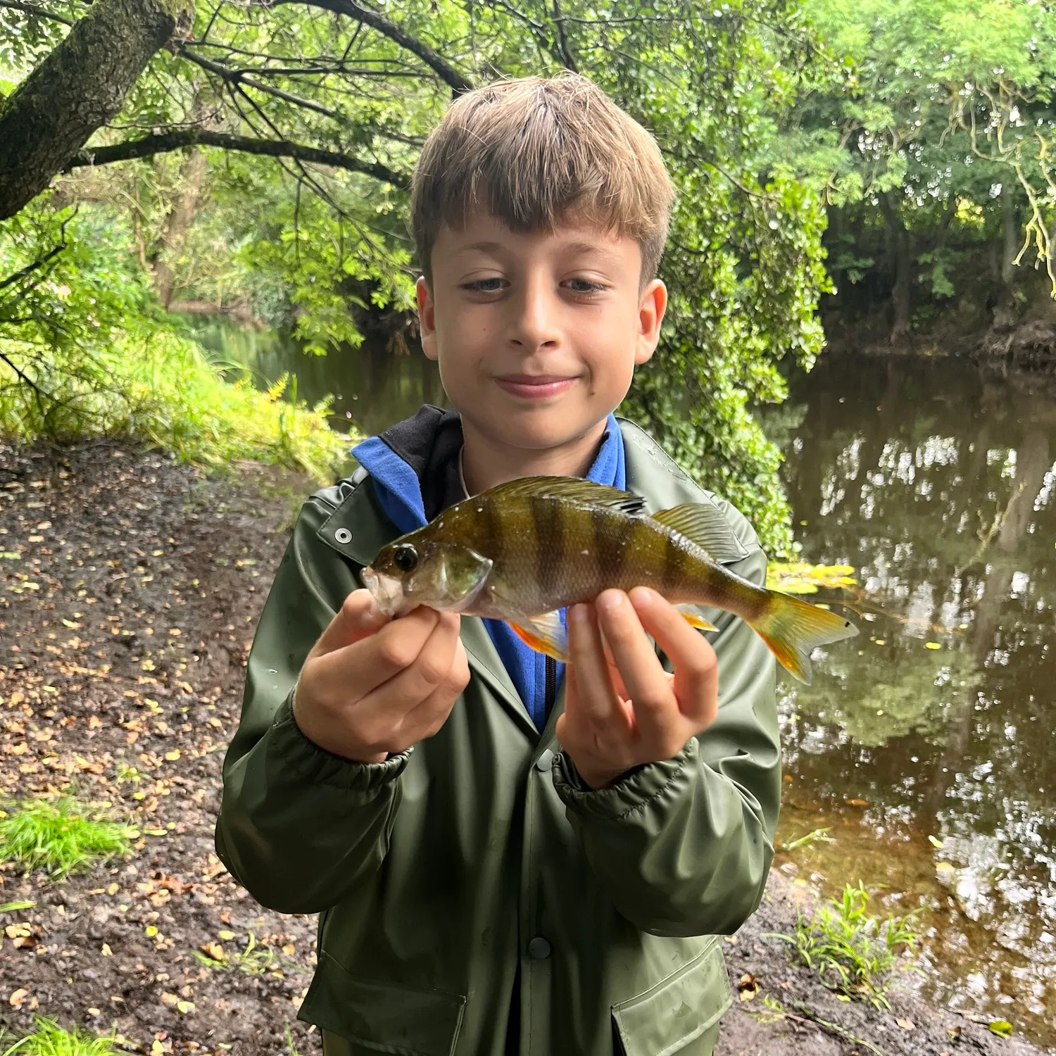 European perch caught on Fishbrain