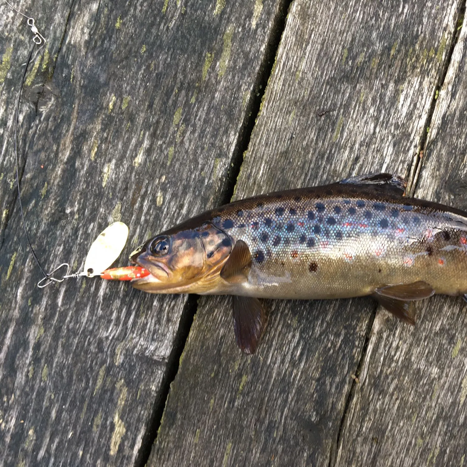 recently logged catches