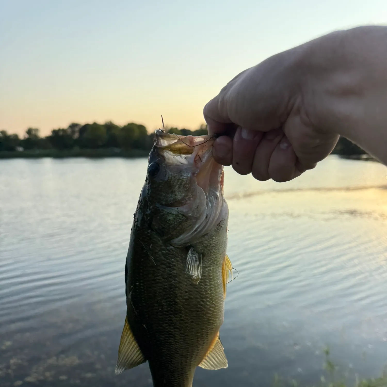 Largemouth bass caught on Fishbrain