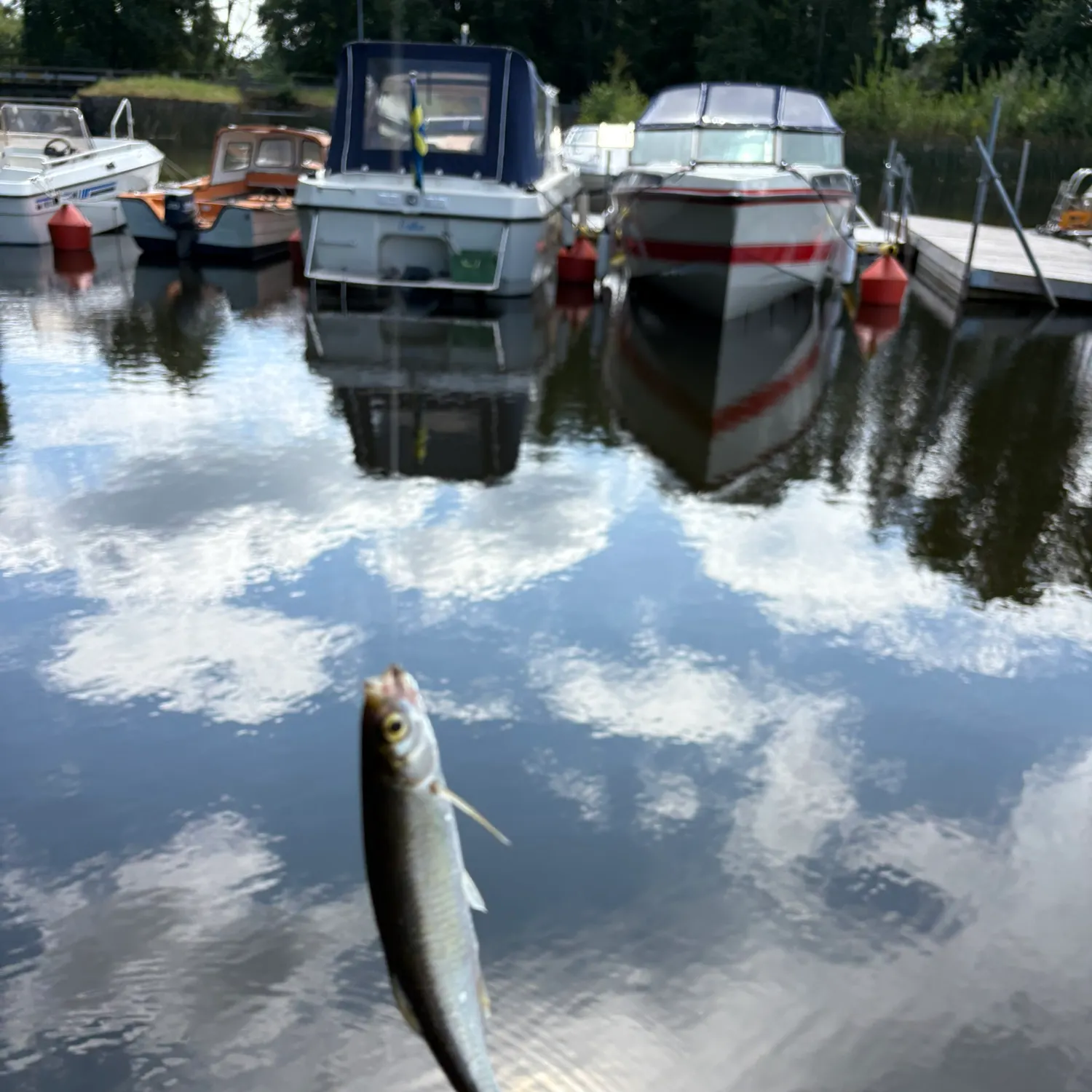 The most recent Sunbleak catches on Fishbrain
