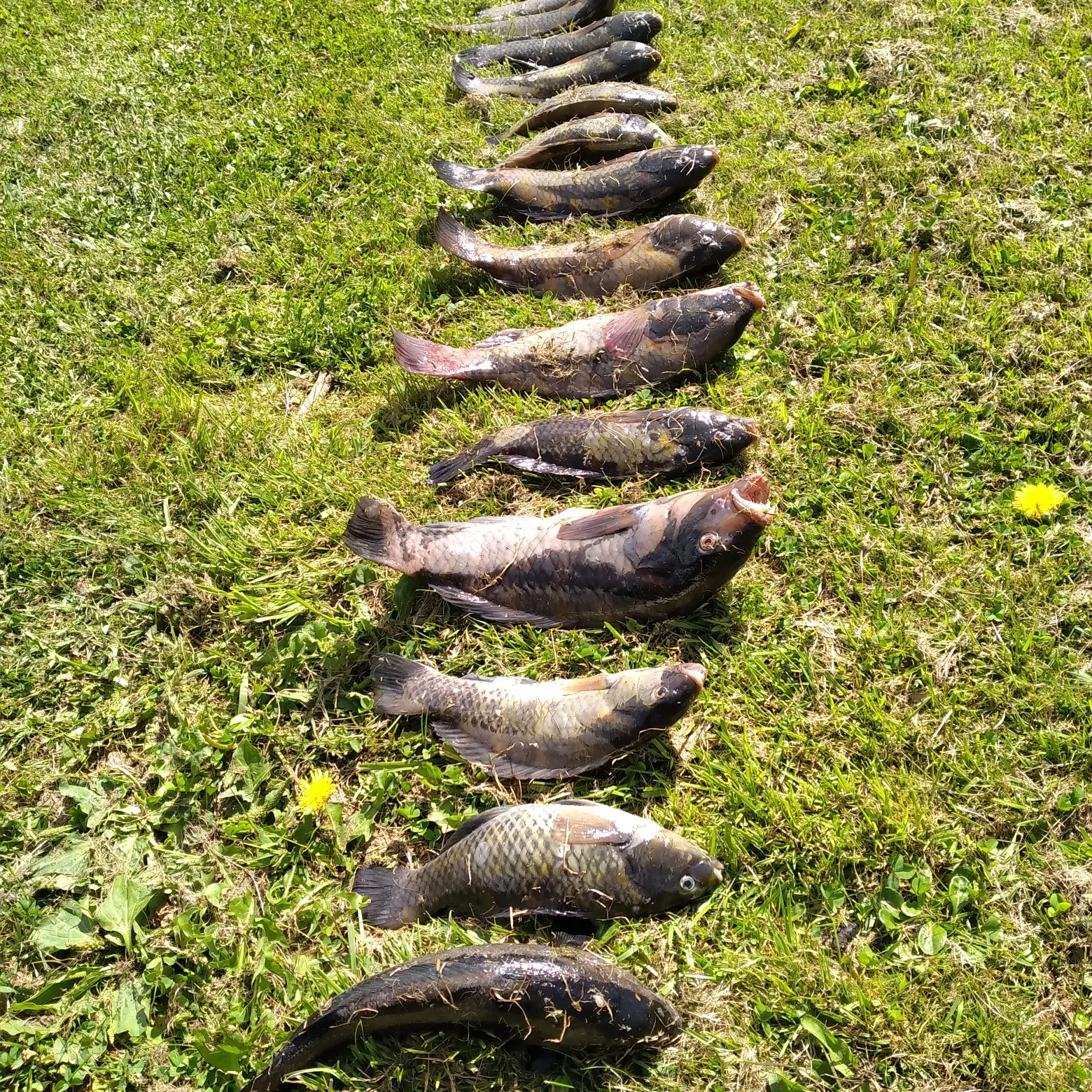 recently logged catches