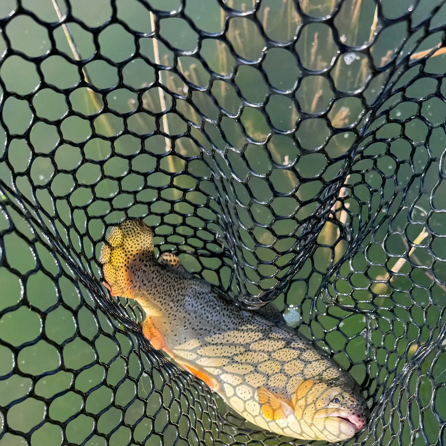 The most recent Apache trout catches on Fishbrain