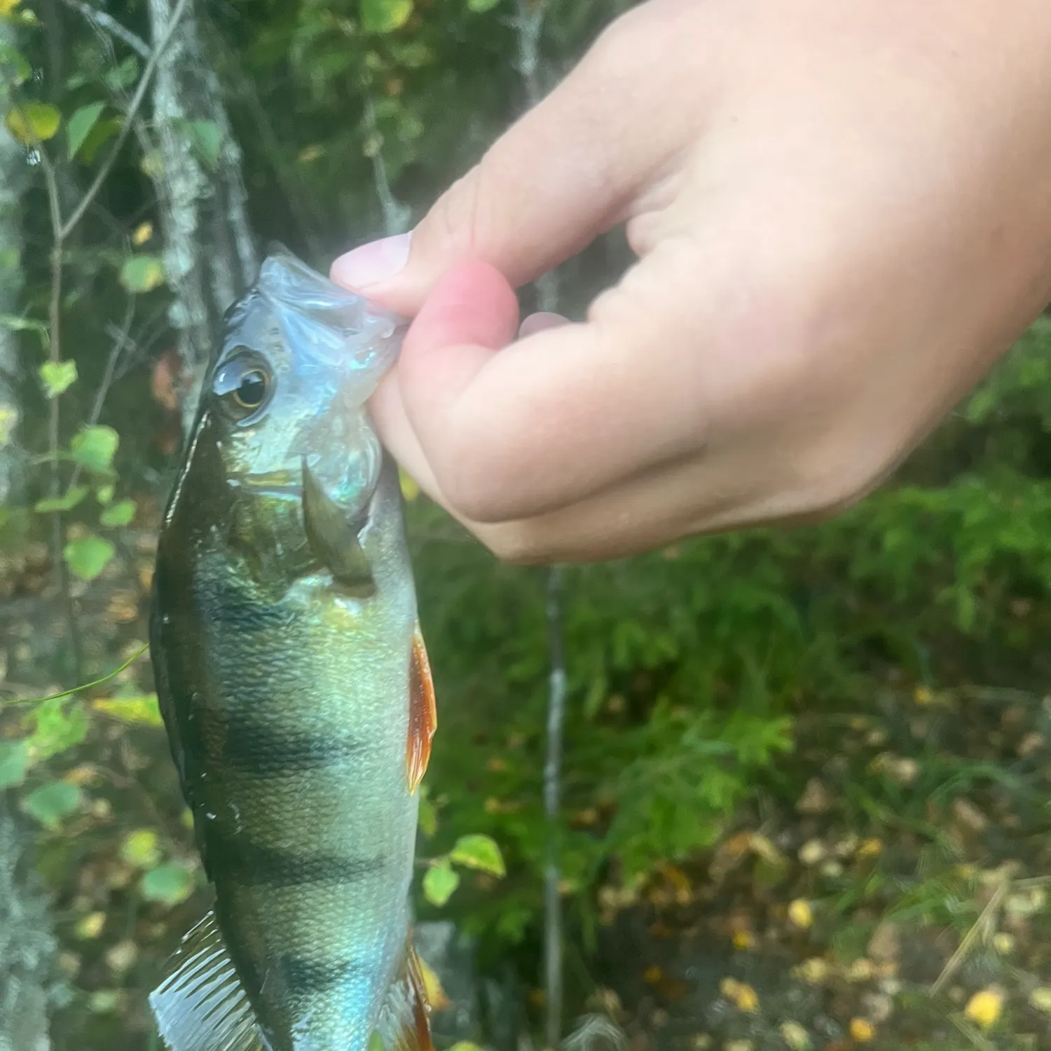 European perch caught on Fishbrain