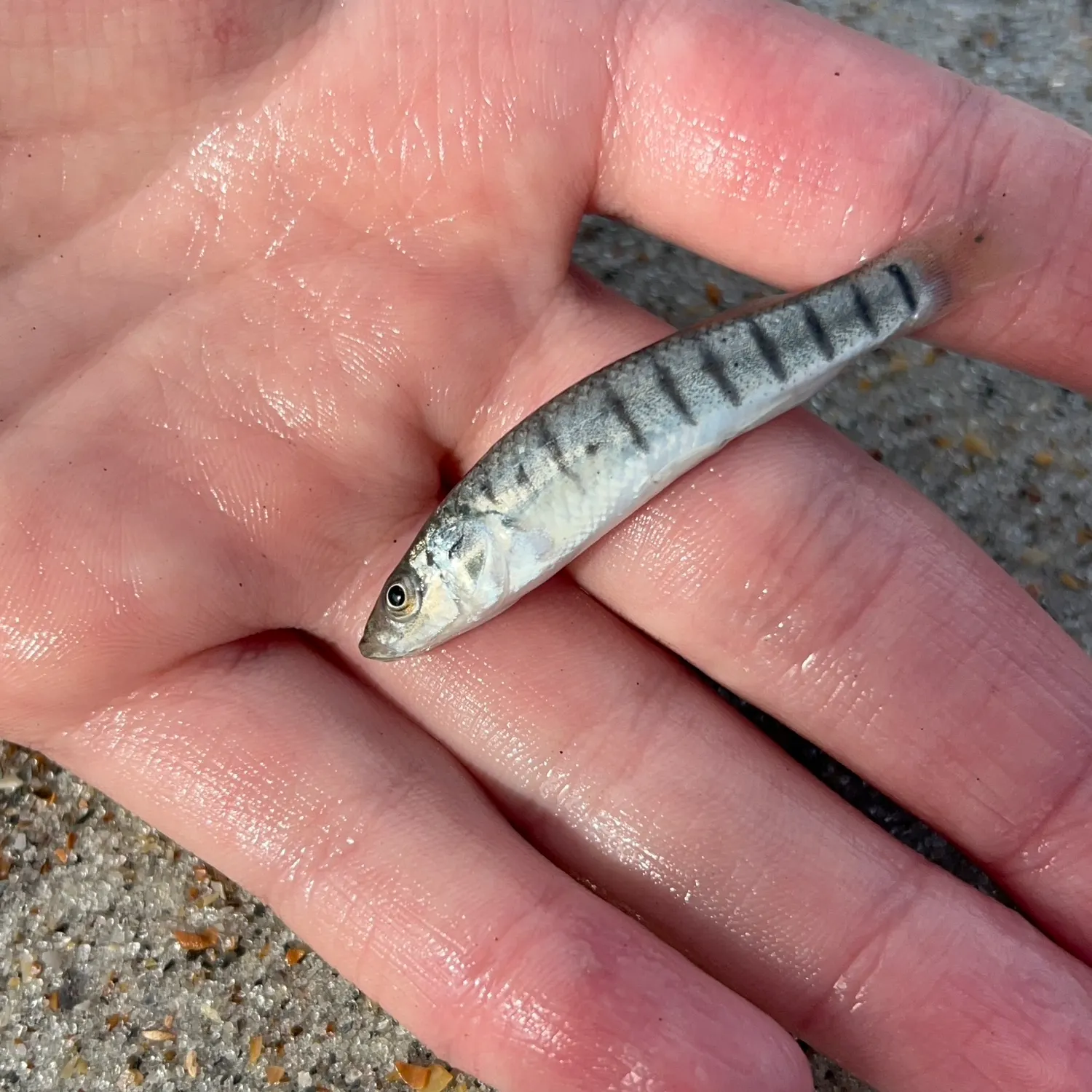 The most recent Common logperch catches on Fishbrain