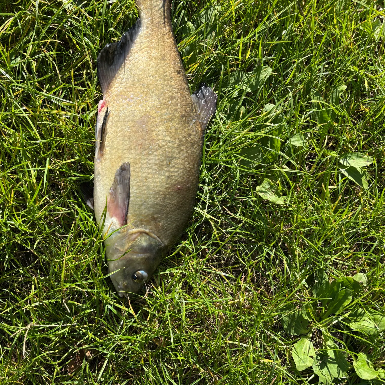 Common bream caught on Fishbrain