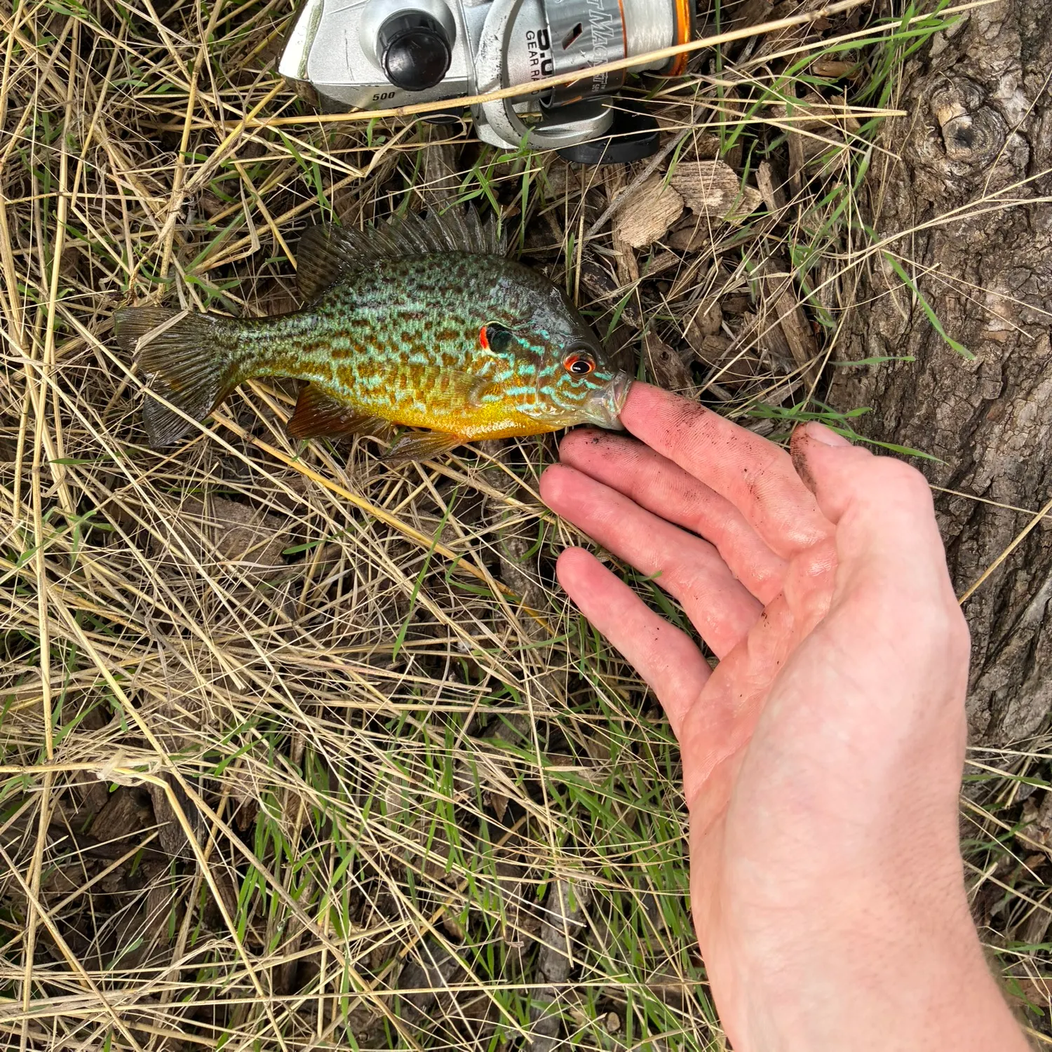 Pumpkinseed caught on Fishbrain