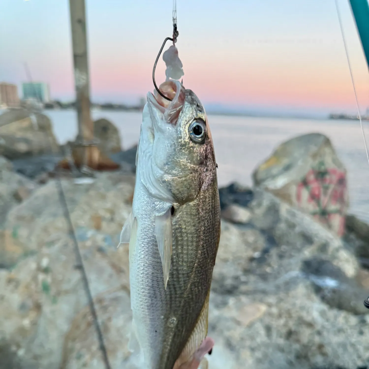 The most recent White croaker catches on Fishbrain